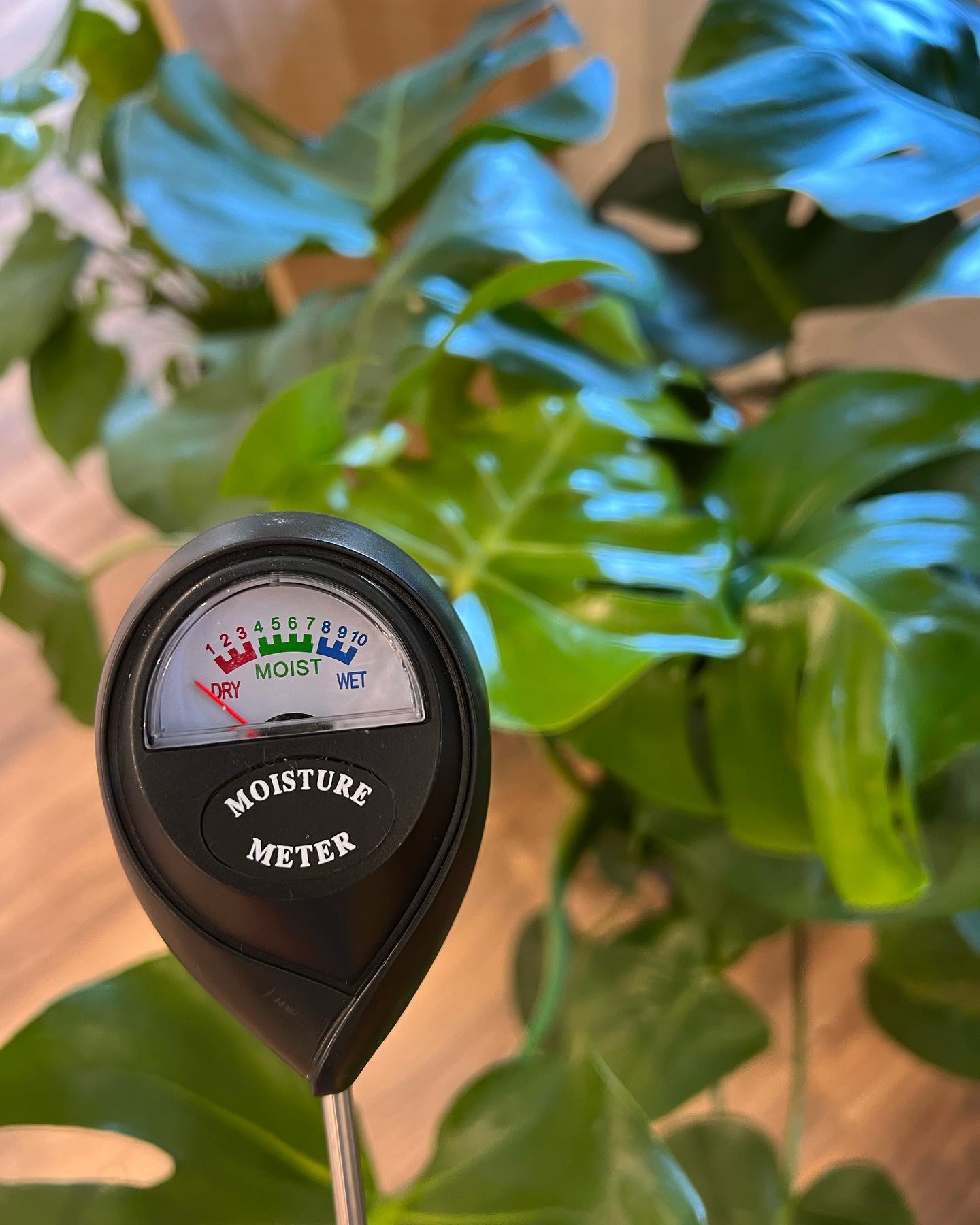 moisture meter inserted in plant soil