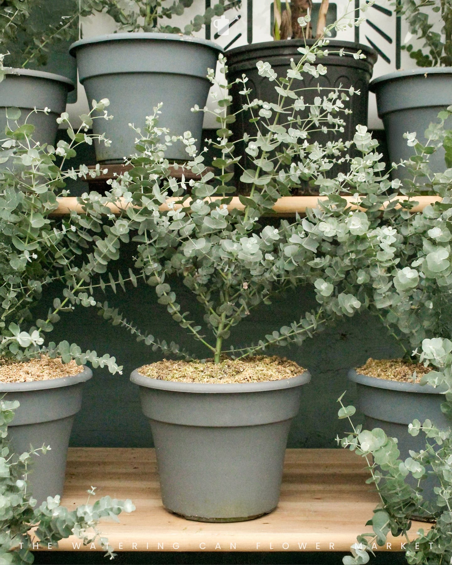 Eucalyptus branches in a glass vase