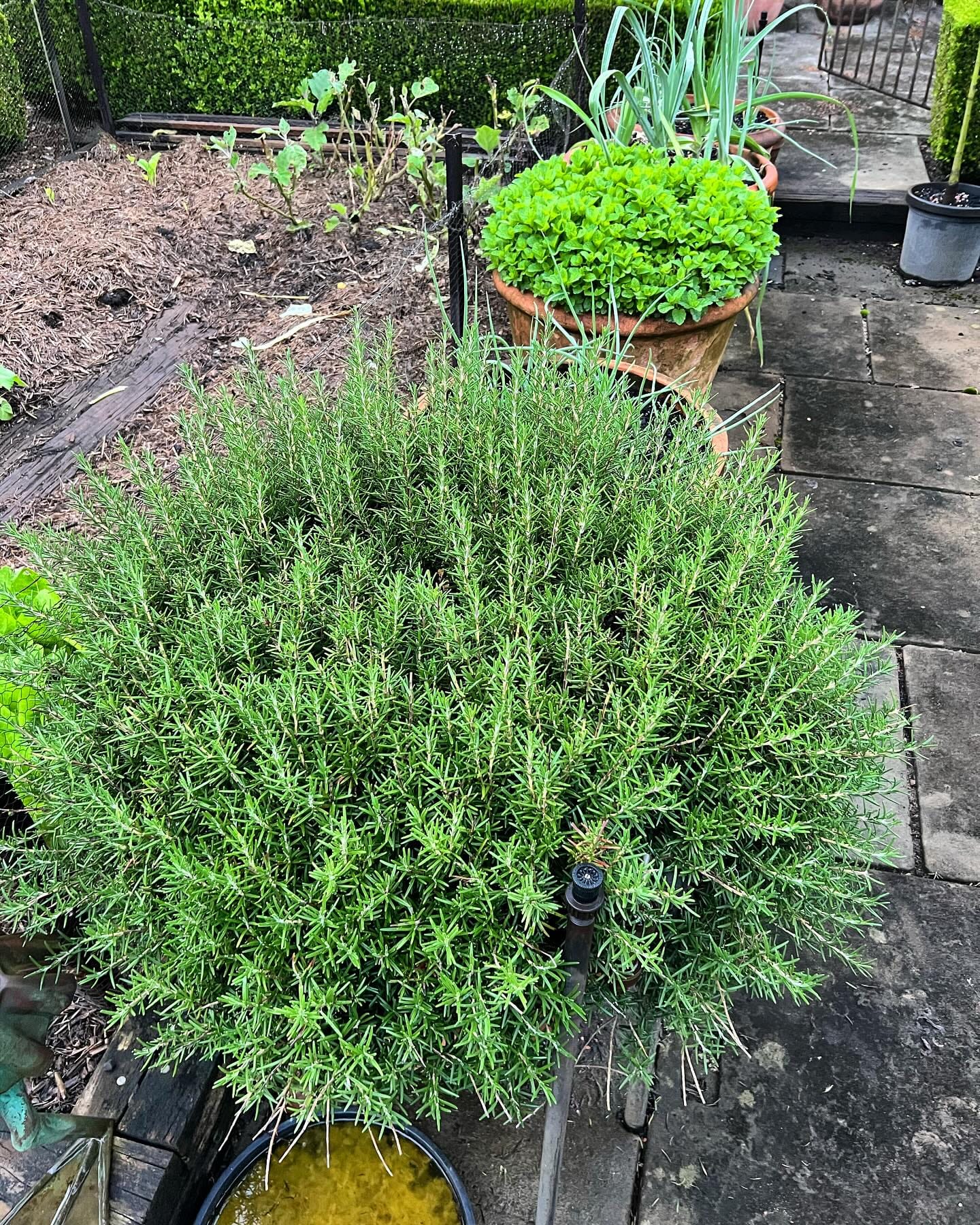 rosemary bush in bloom