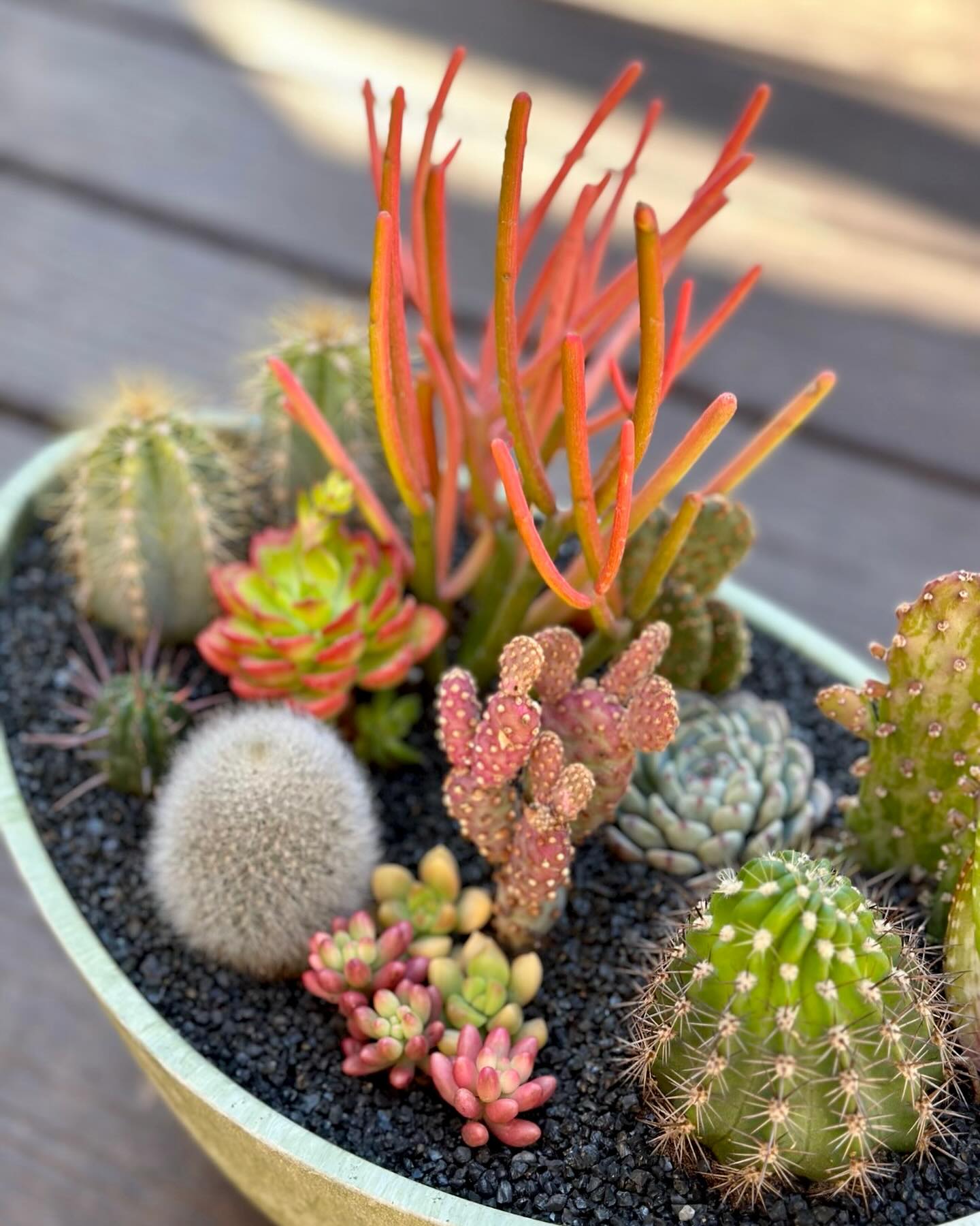 assorted cacti on shelf