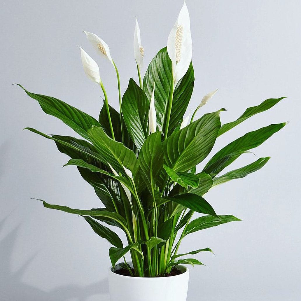 Elegant peace lily in matte pot