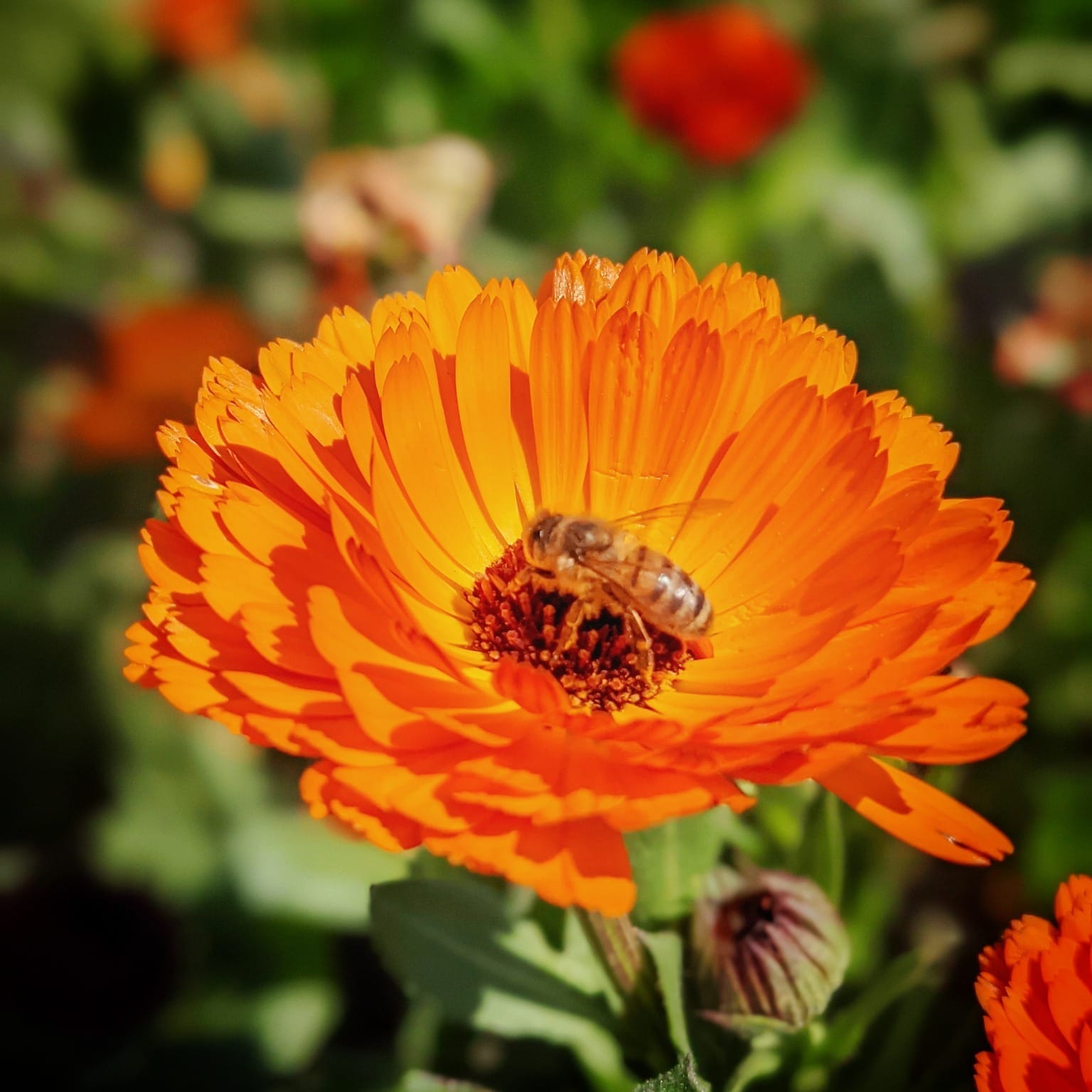 calendula petals on a white plate