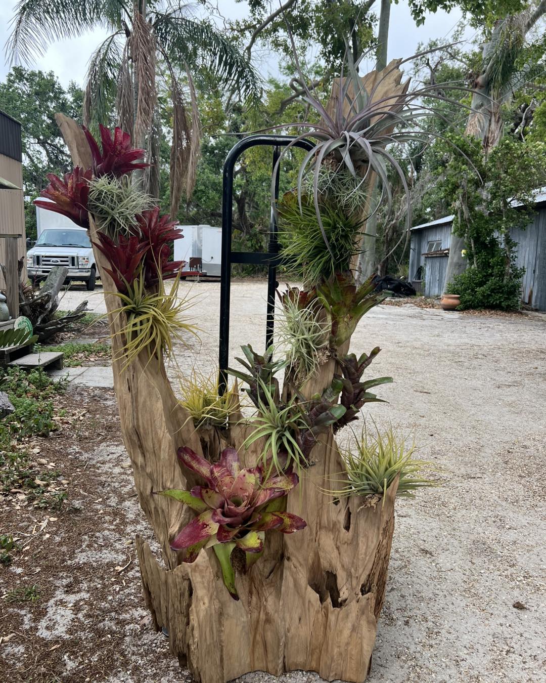 driftwood with stone and plants