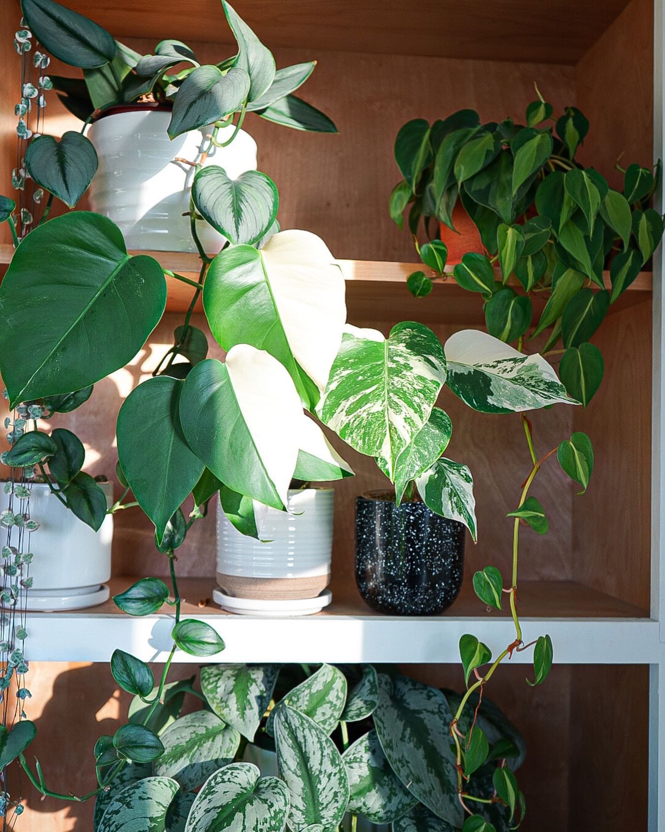 Monstera in entryway