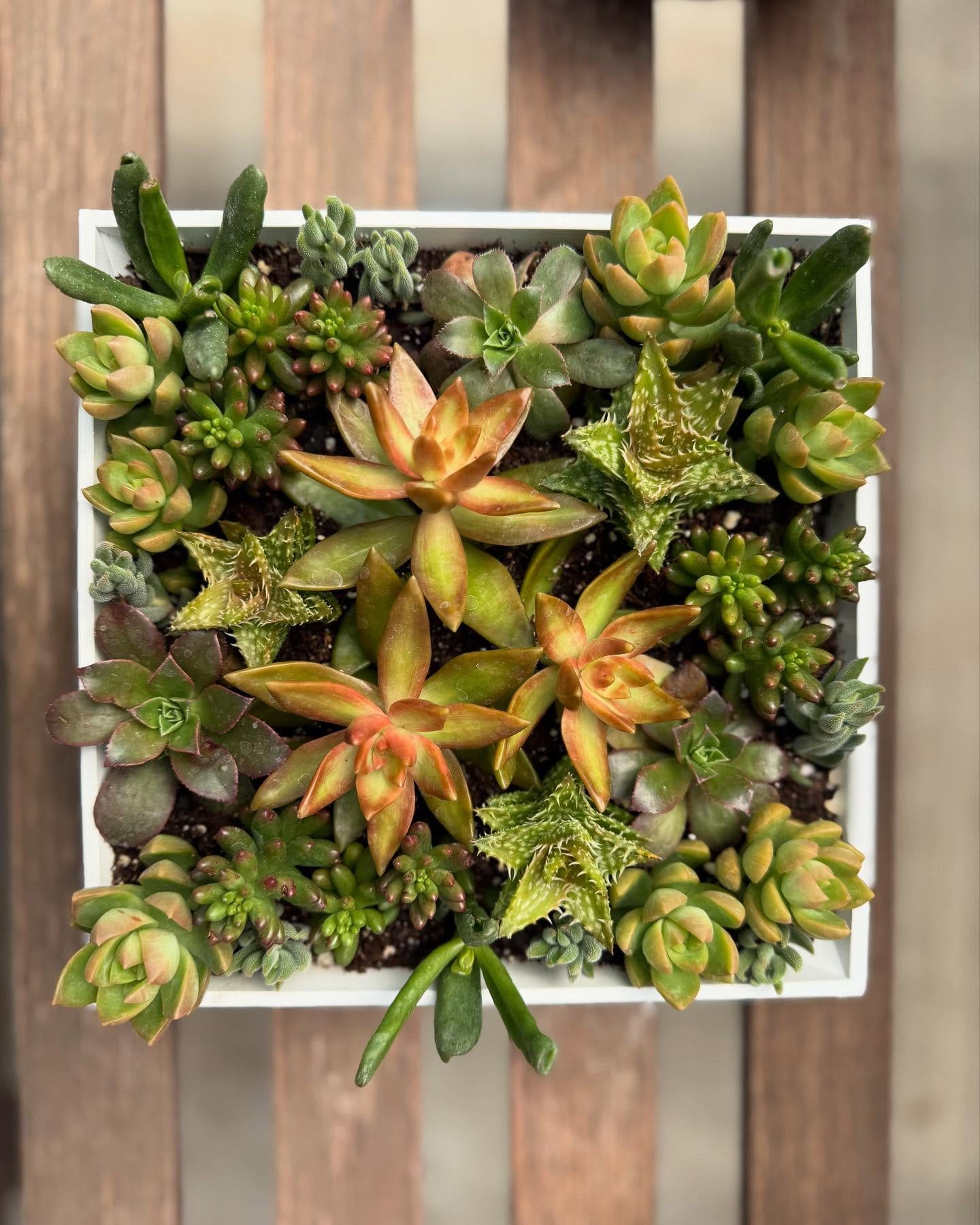 succulent centerpiece on dining table