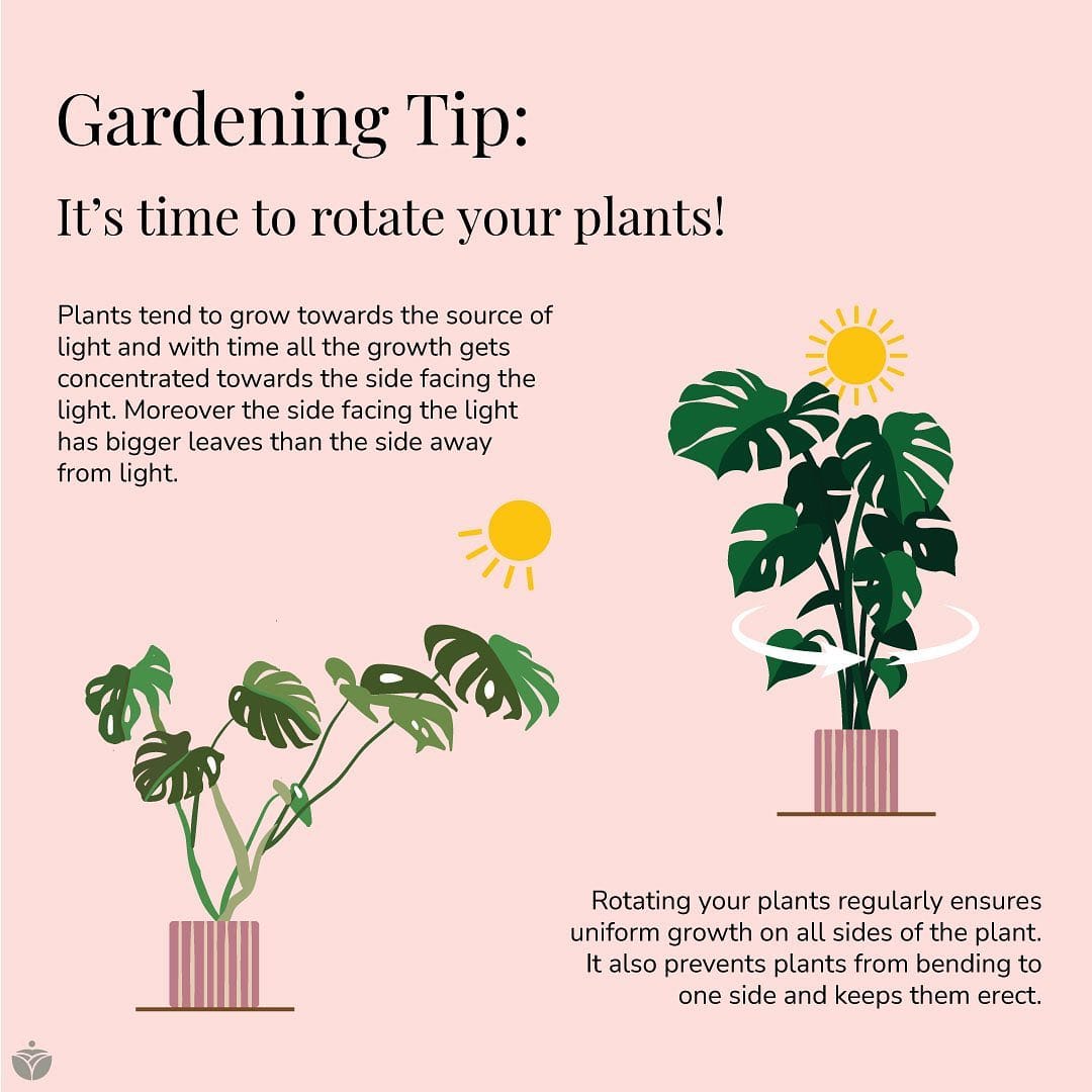 plant on rotating tray