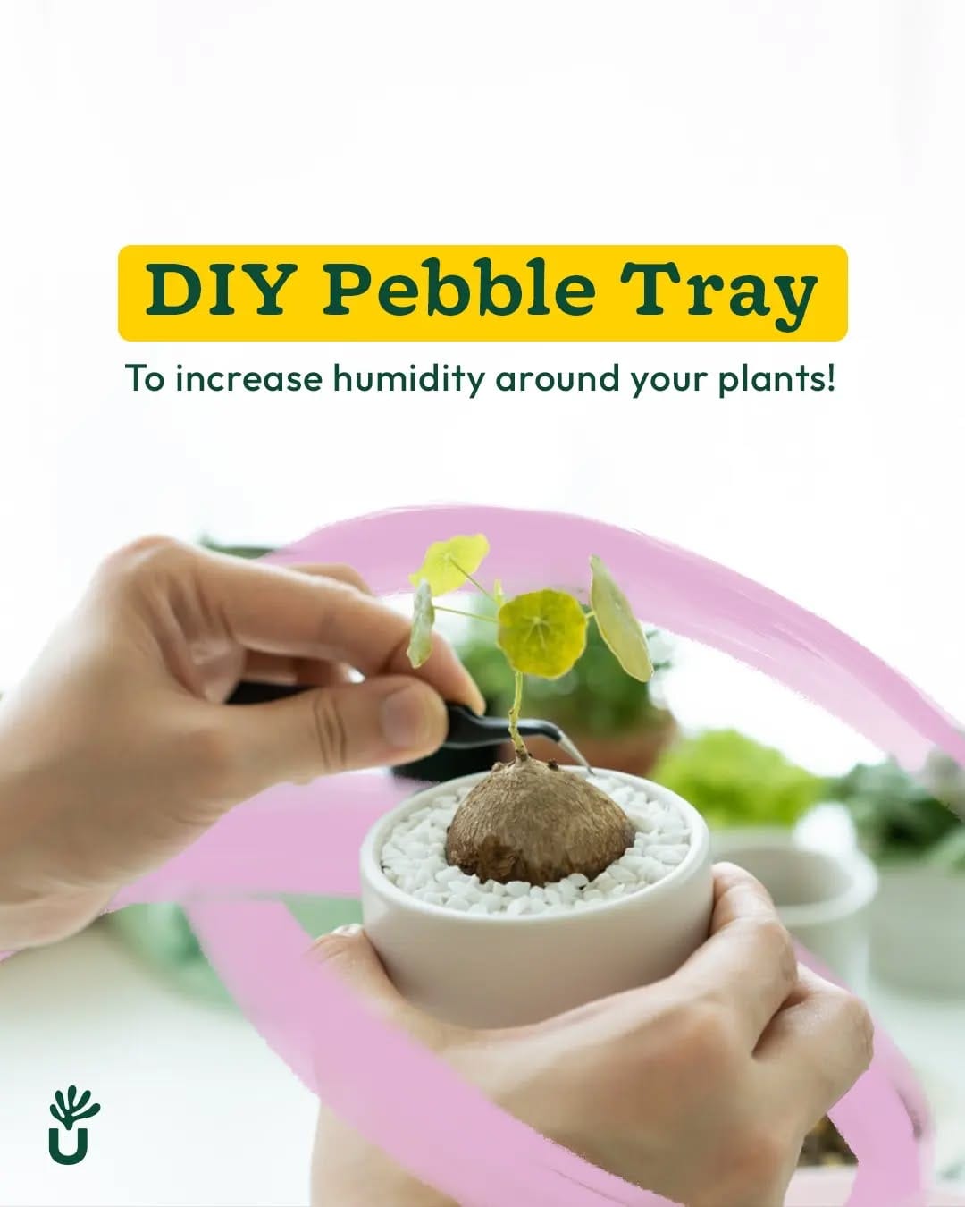 pebble tray with water under plant