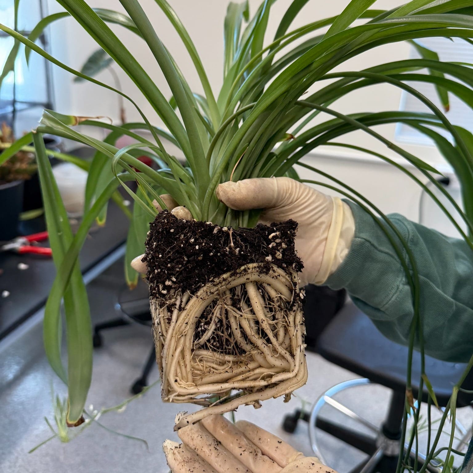 close-up of plant roots