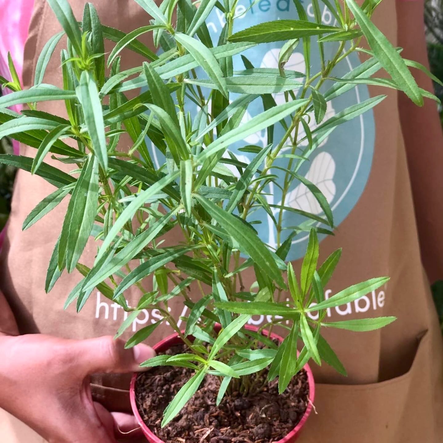 tarragon sprigs in a small bowl