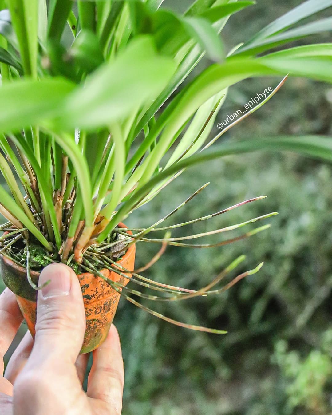 vintage container with epiphytes