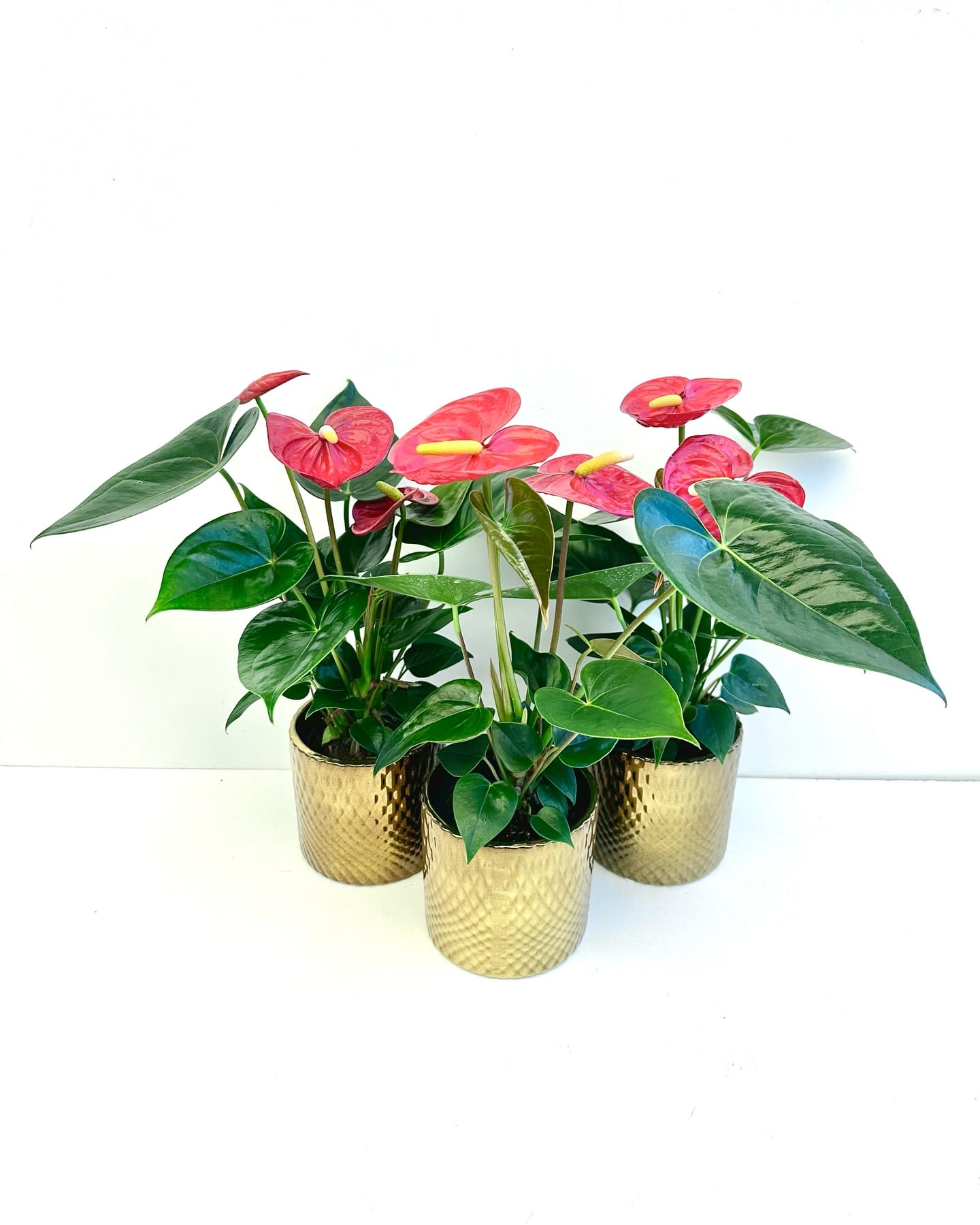anthurium plant in a romantic bedroom
