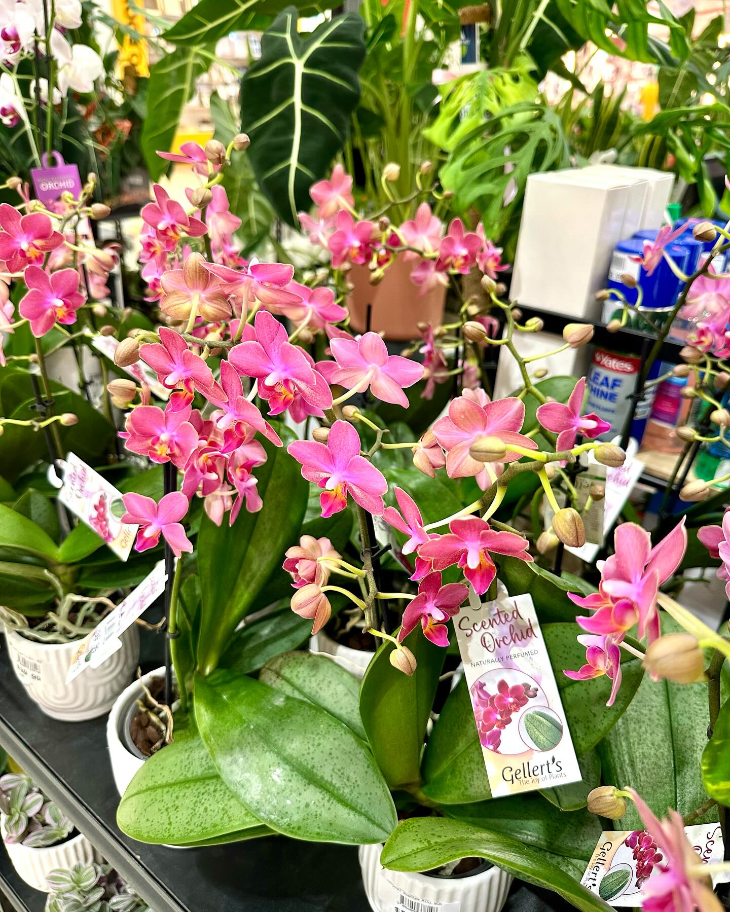 plant with few flowers
