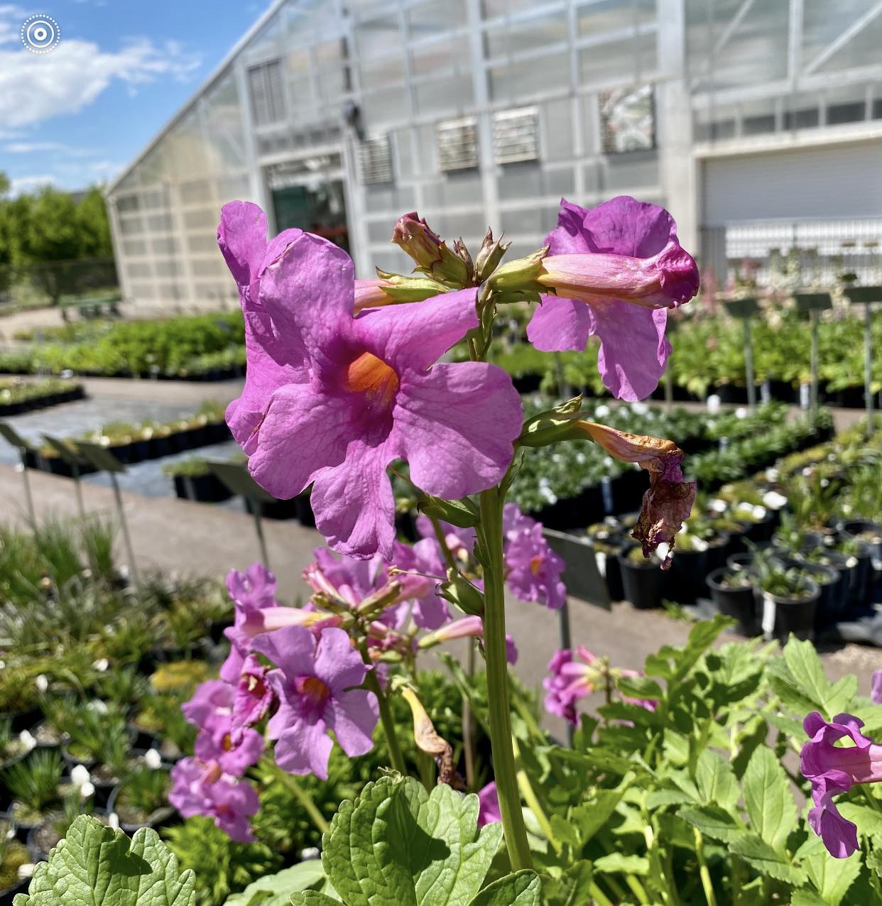 gloxinia with velvety blooms