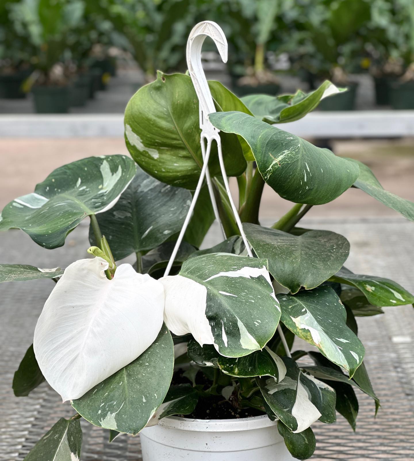 philodendron white knight with variegated leaves