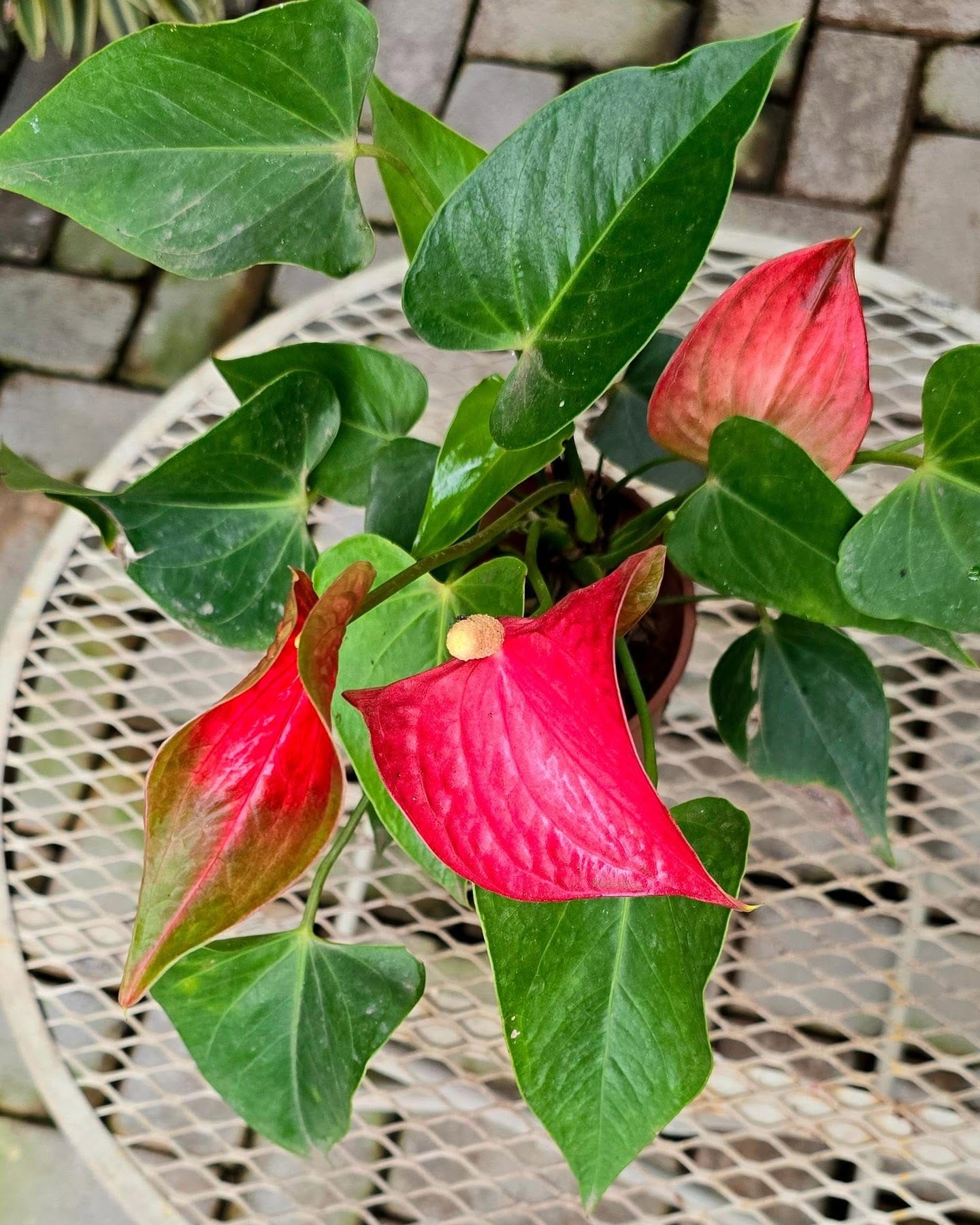anthurium array with bright red blooms