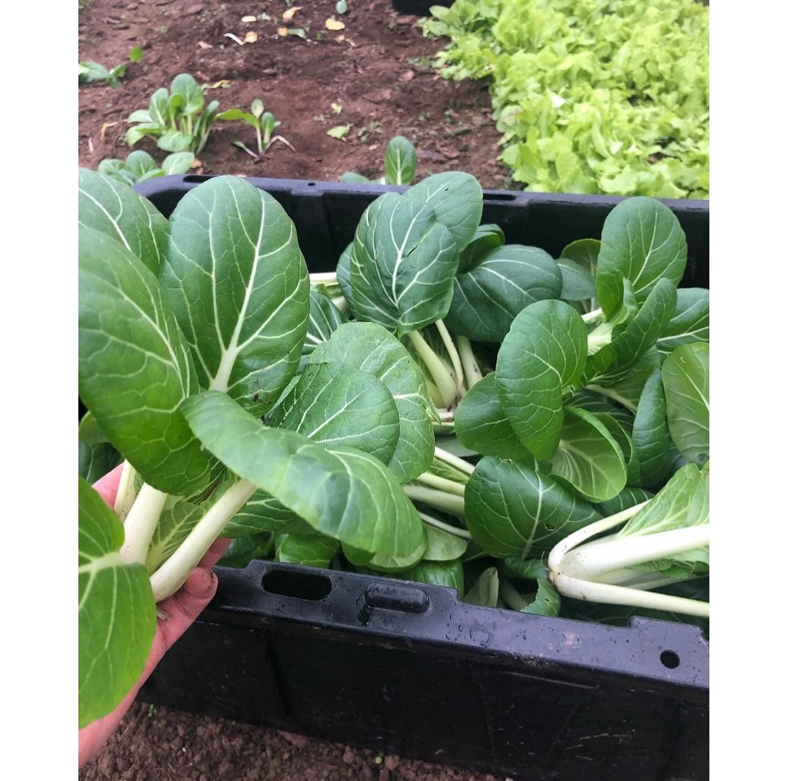 lush bok choy heads