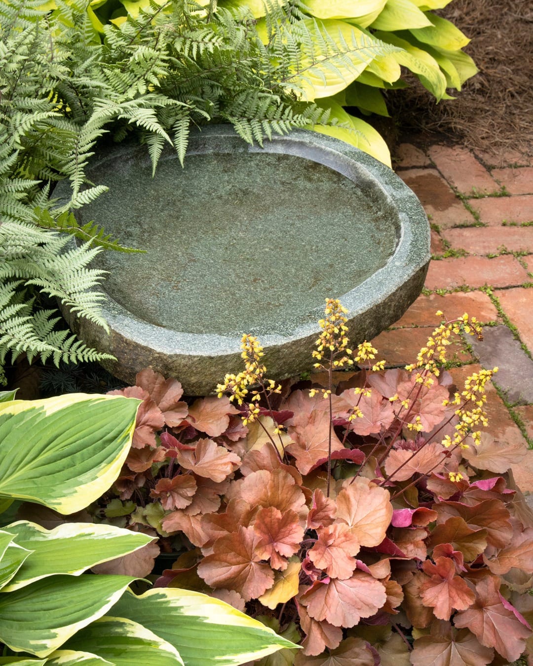 ferns and stones in a zen garden