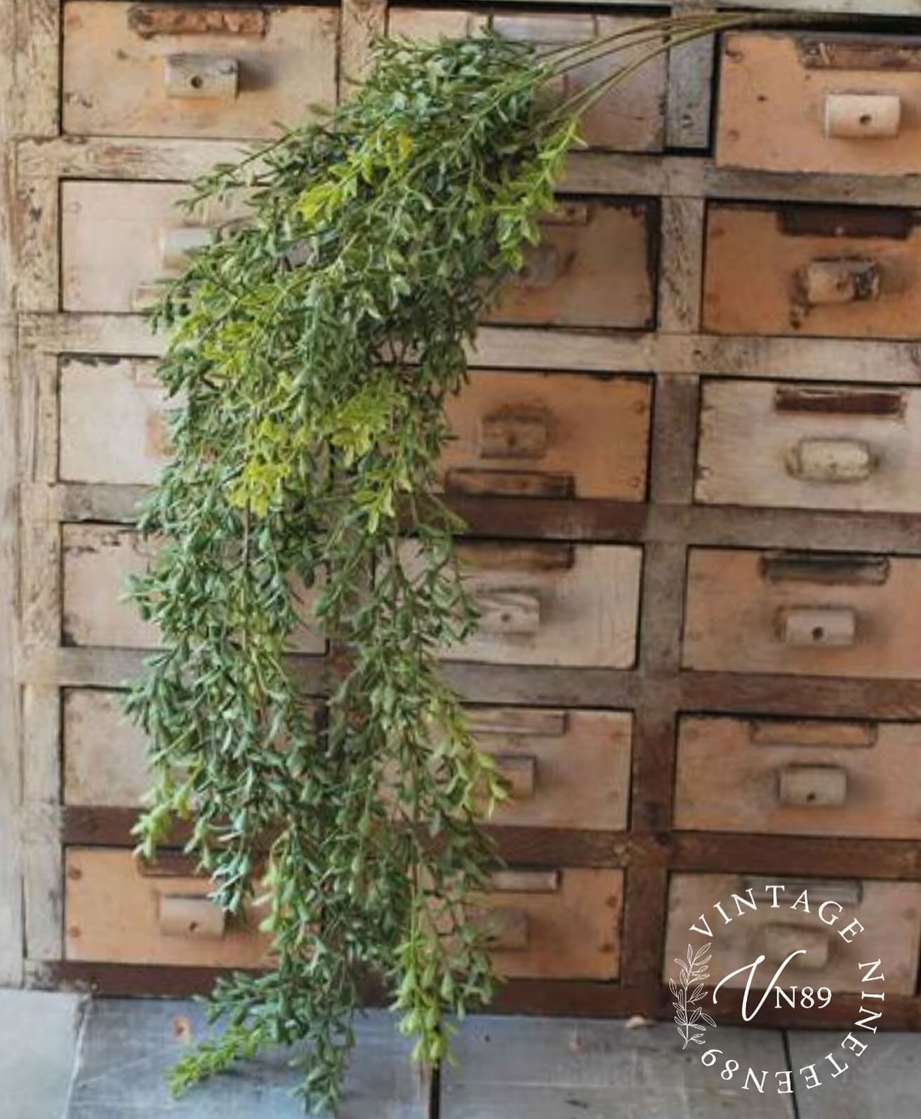 vintage drawer with mixed plants