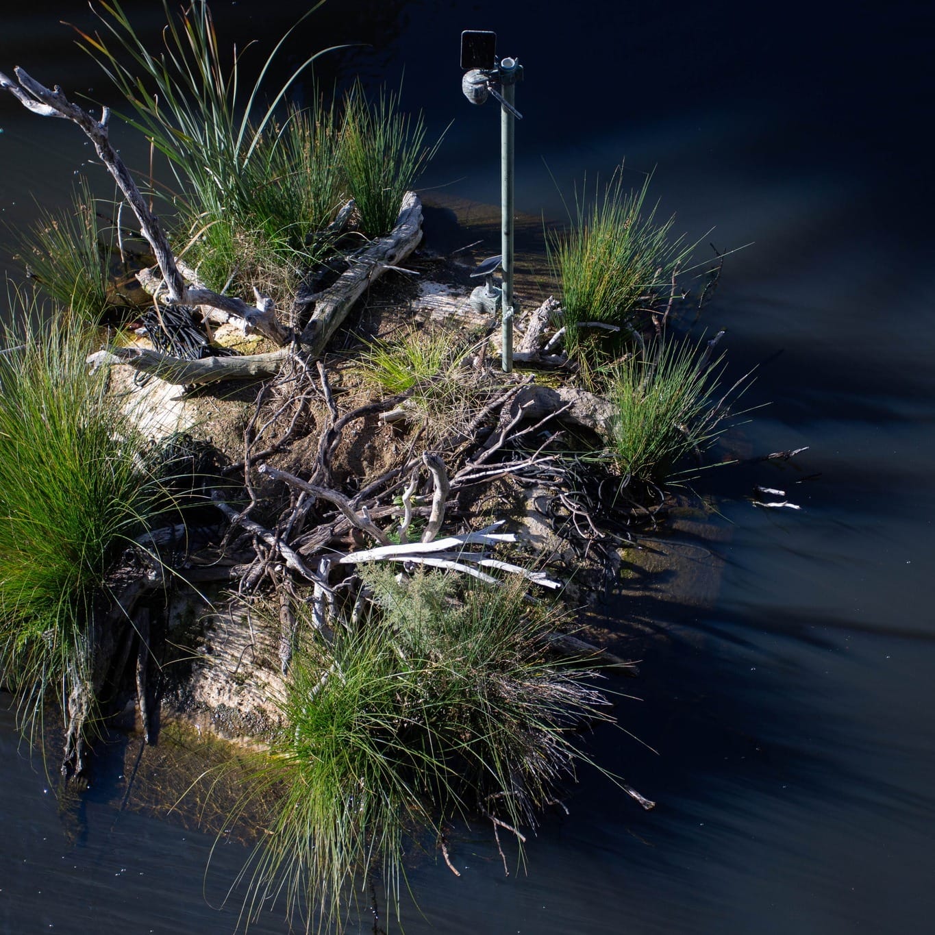 serene floating plant island in pond