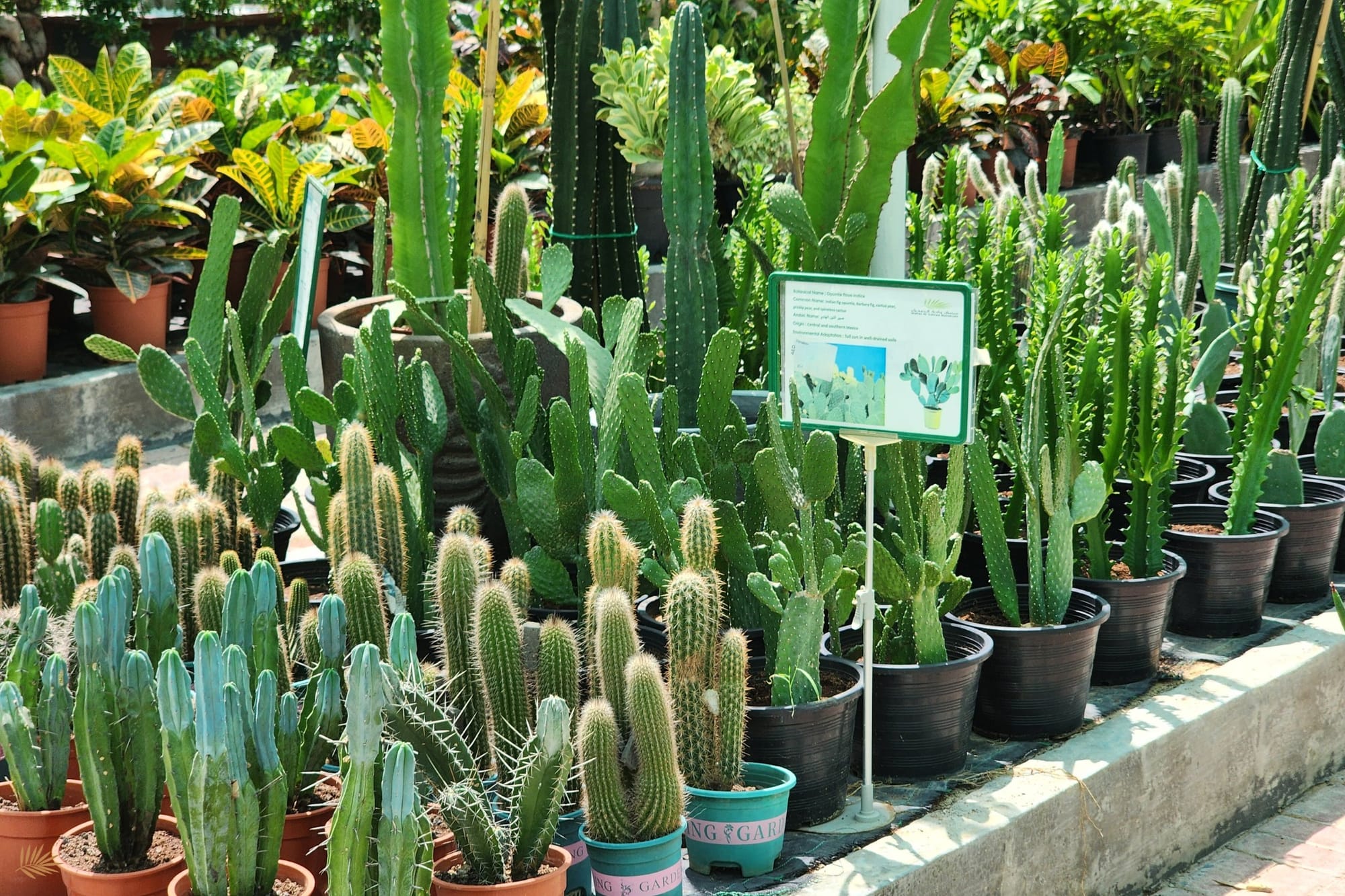 vibrant painted drawer with cactus