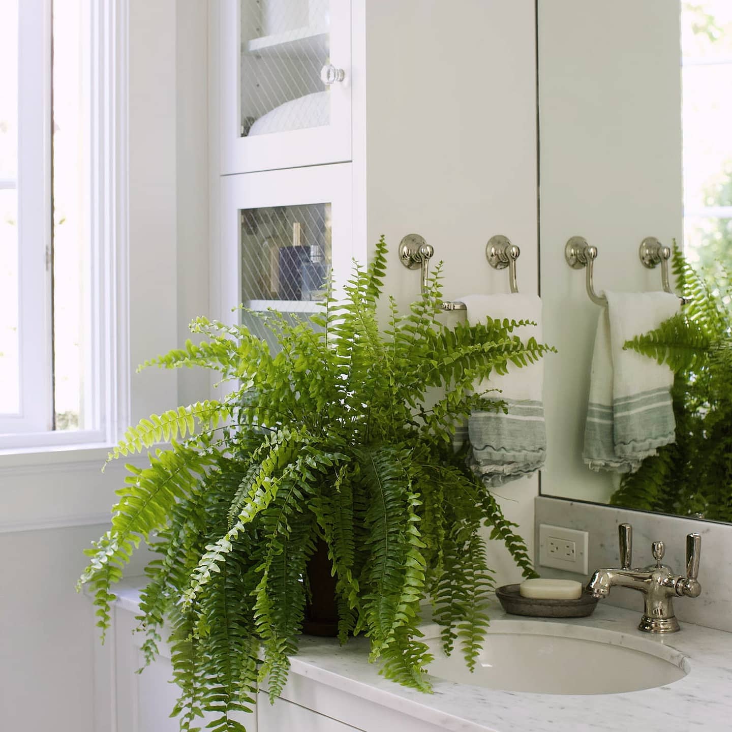 lush Boston fern in hanging pot