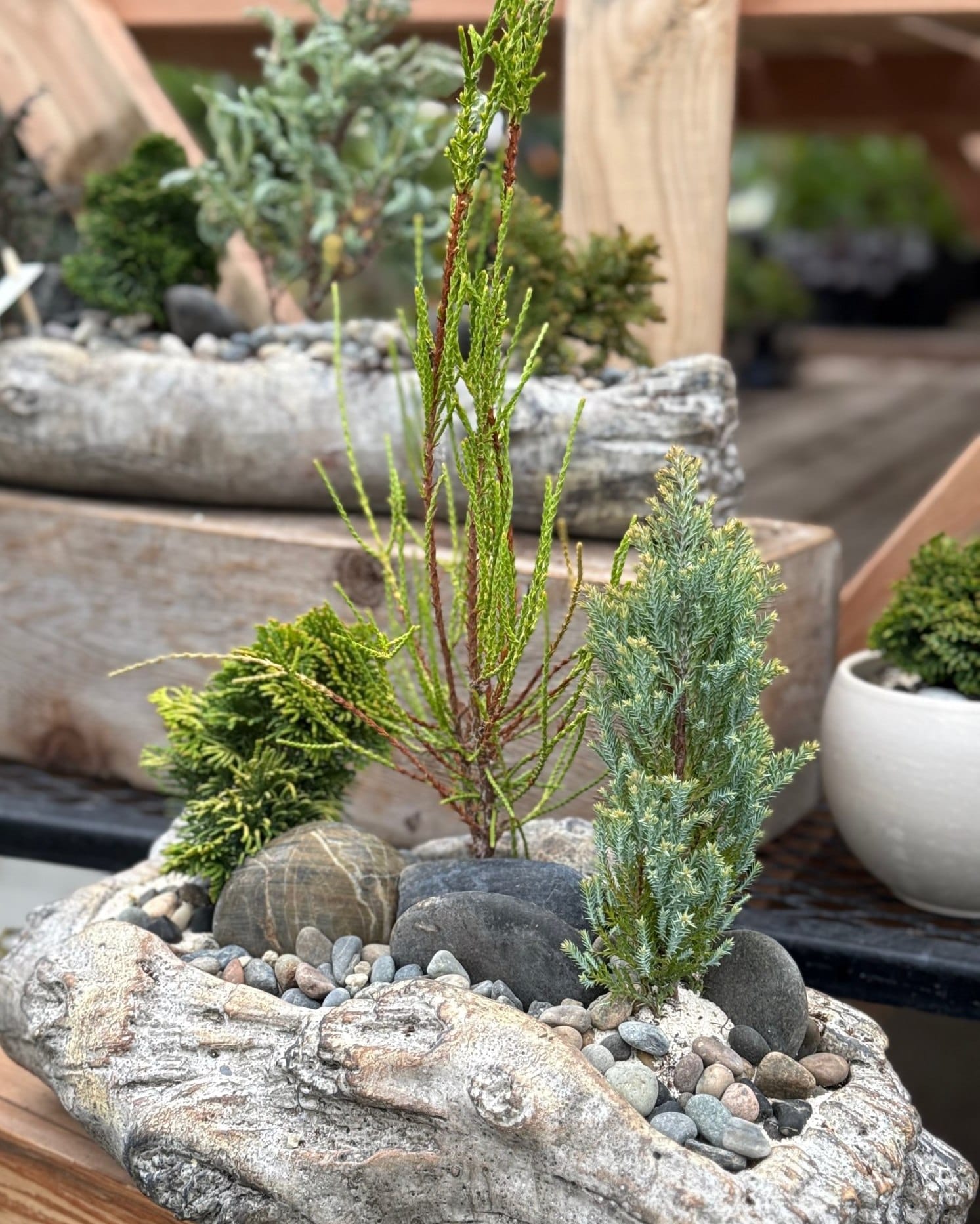 driftwood zen garden with sand and stones
