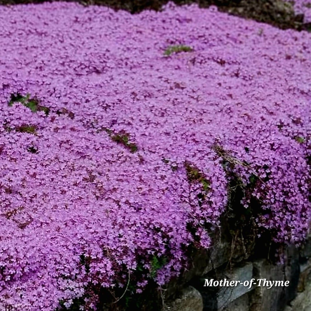creeping thyme in blossom