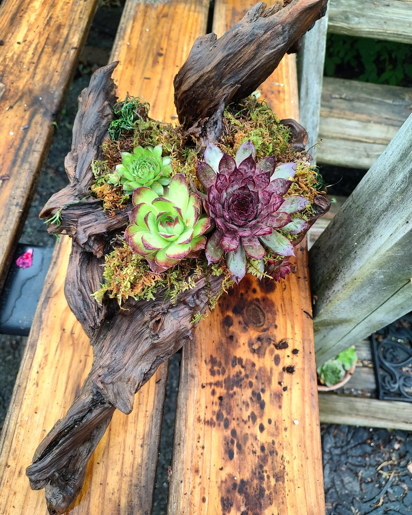 driftwood with potted herbs on windowsill