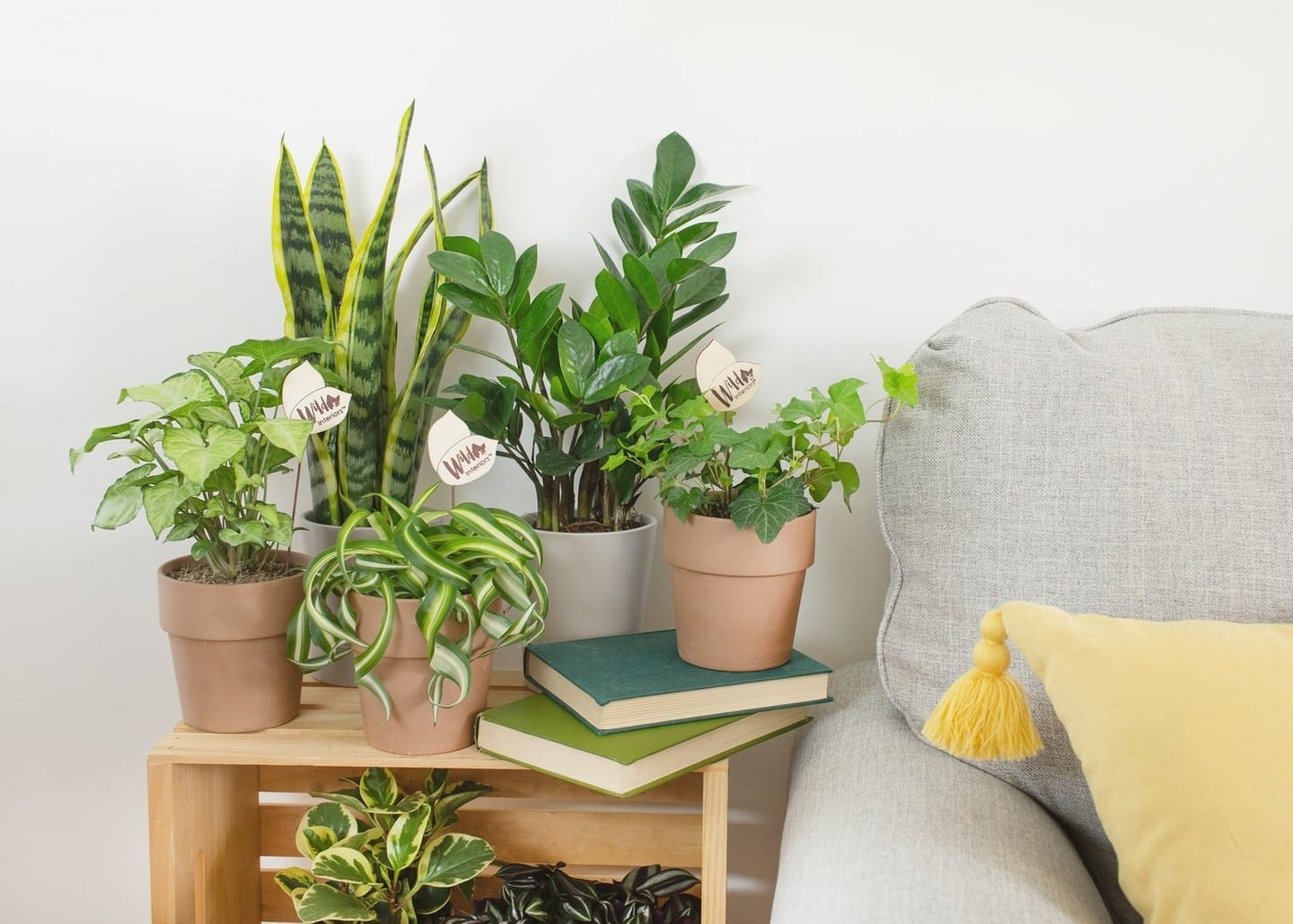person observing plant closely