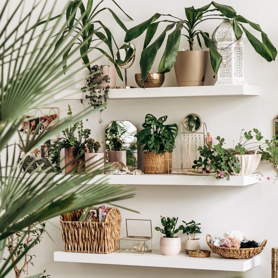 spider plant on bookshelf