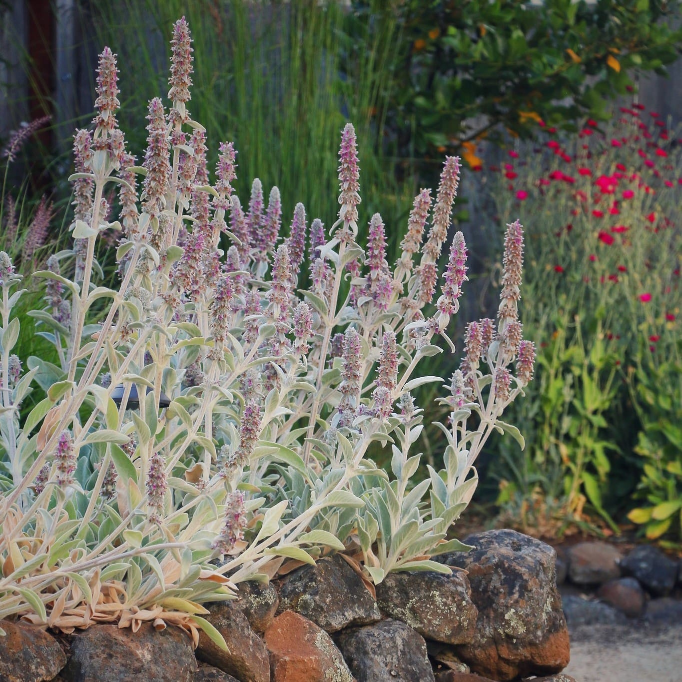 native grasses swaying in breeze