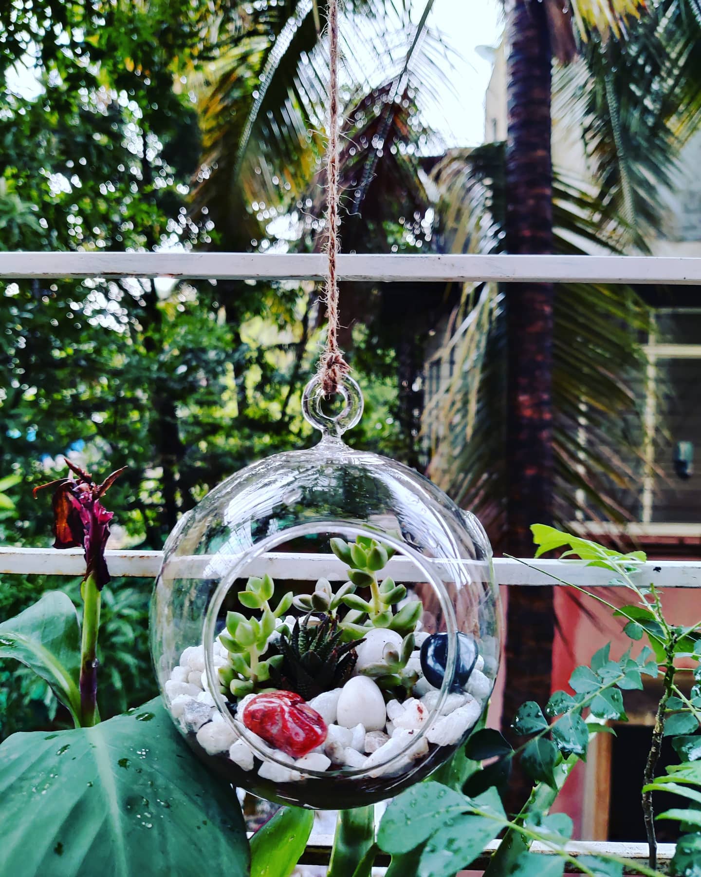 hanging glass orb terrariums