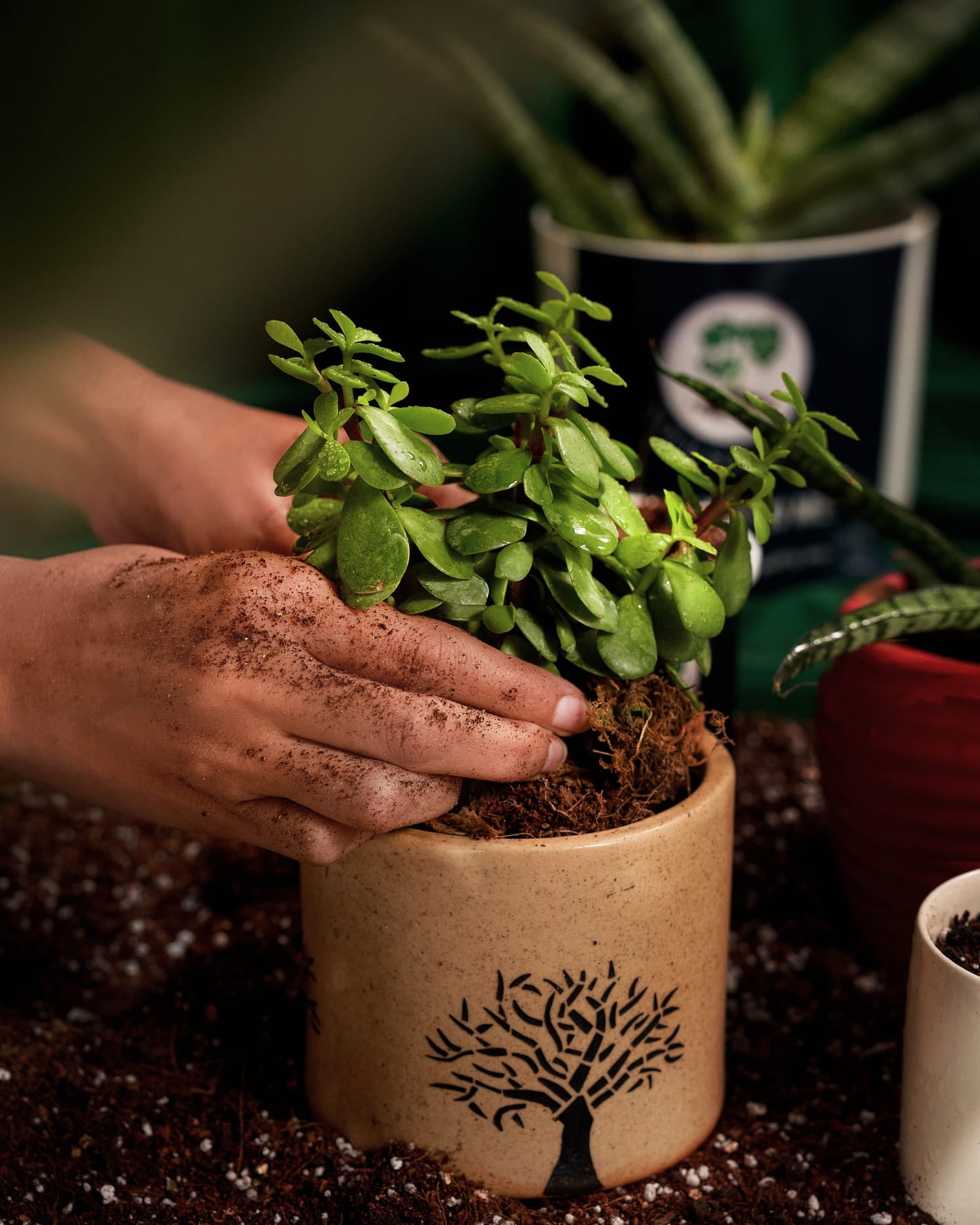 repotting plant with fresh soil