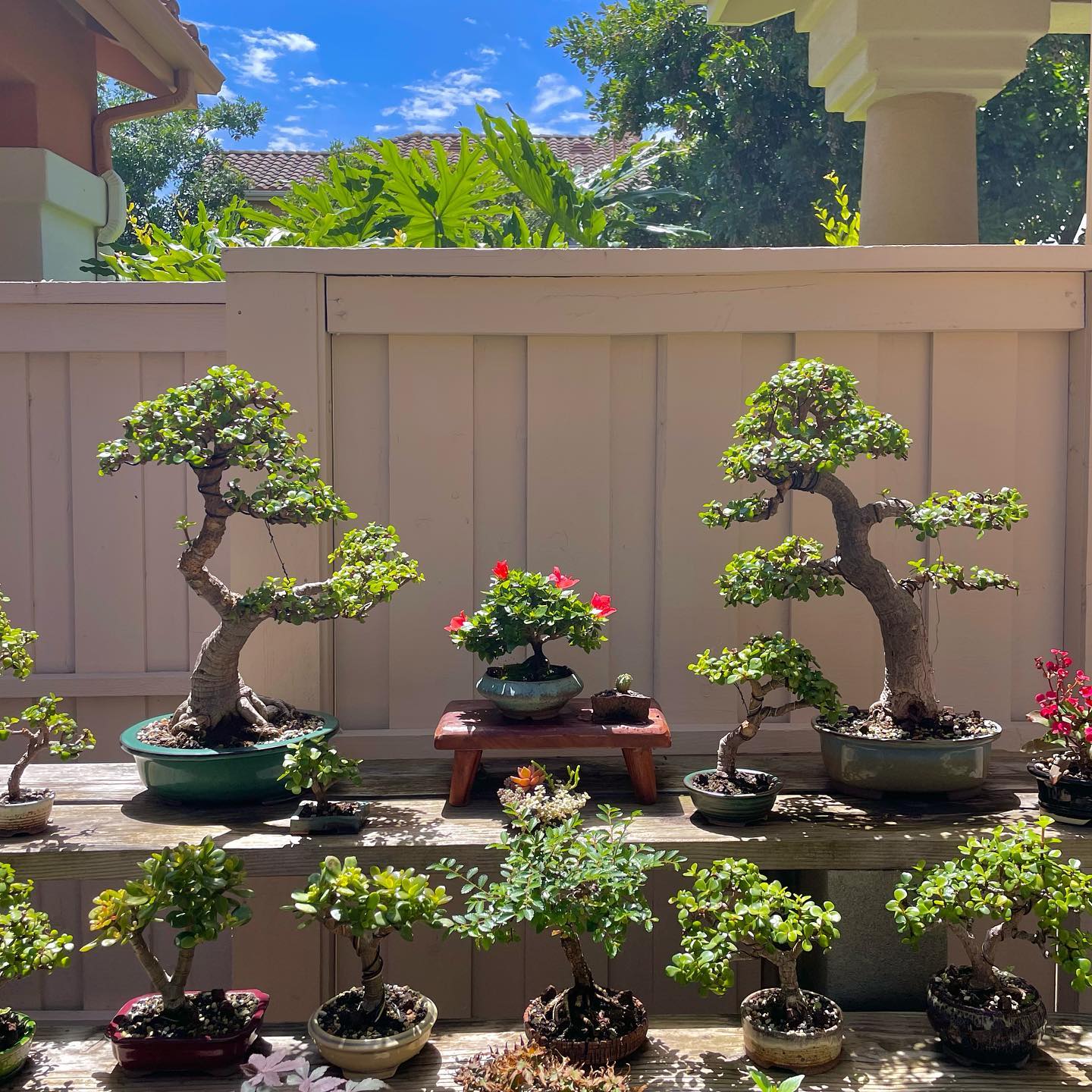 bonsai nursery with various species