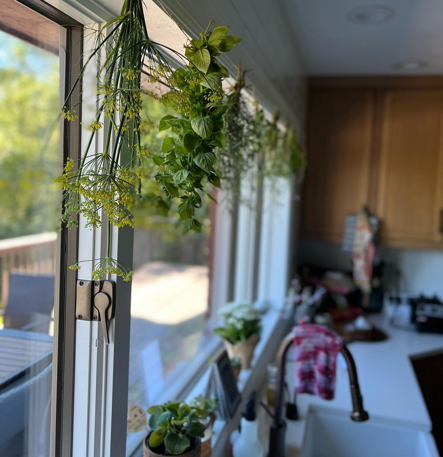 dill plant in plastic container
