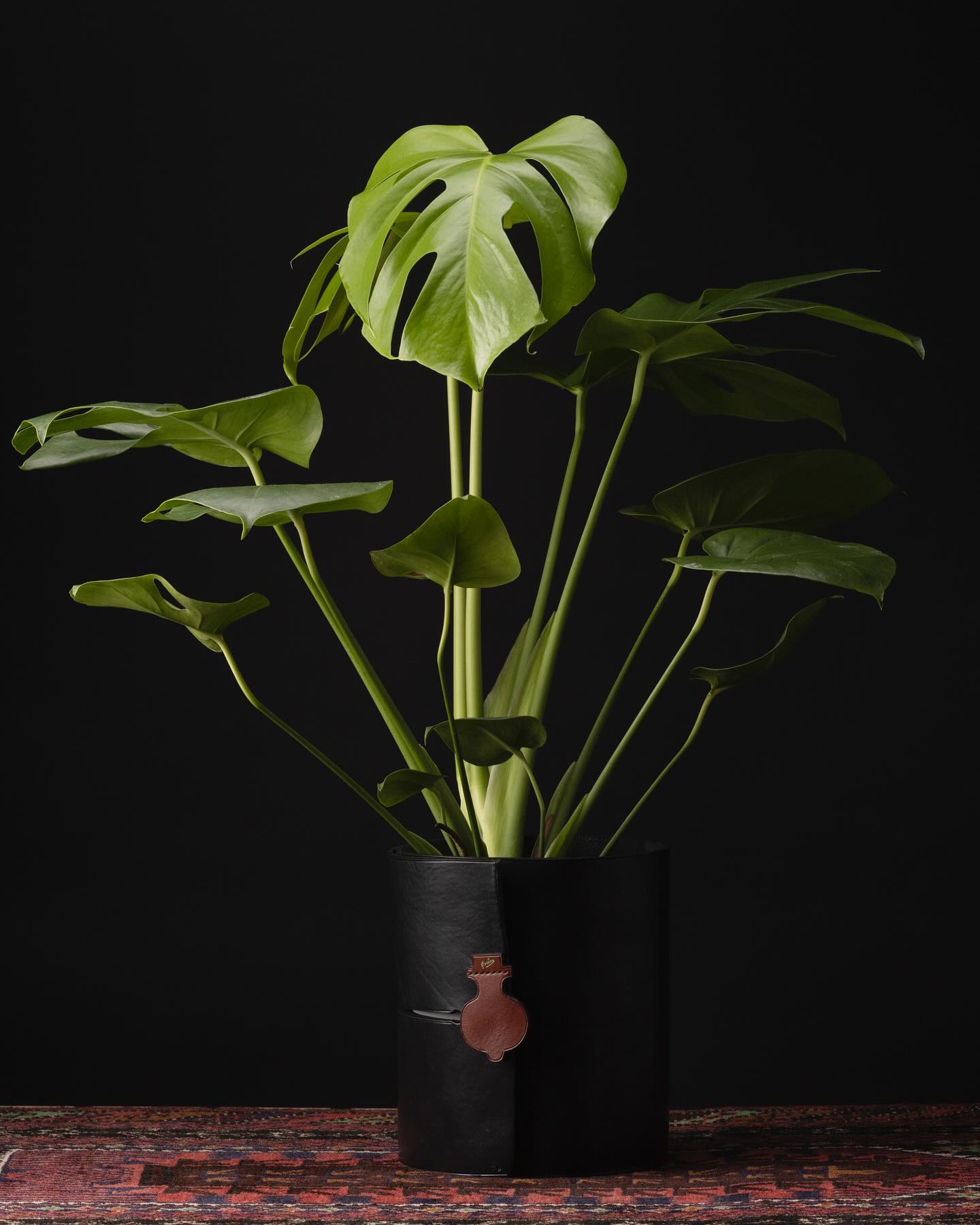 leather-wrapped planter with aloe vera