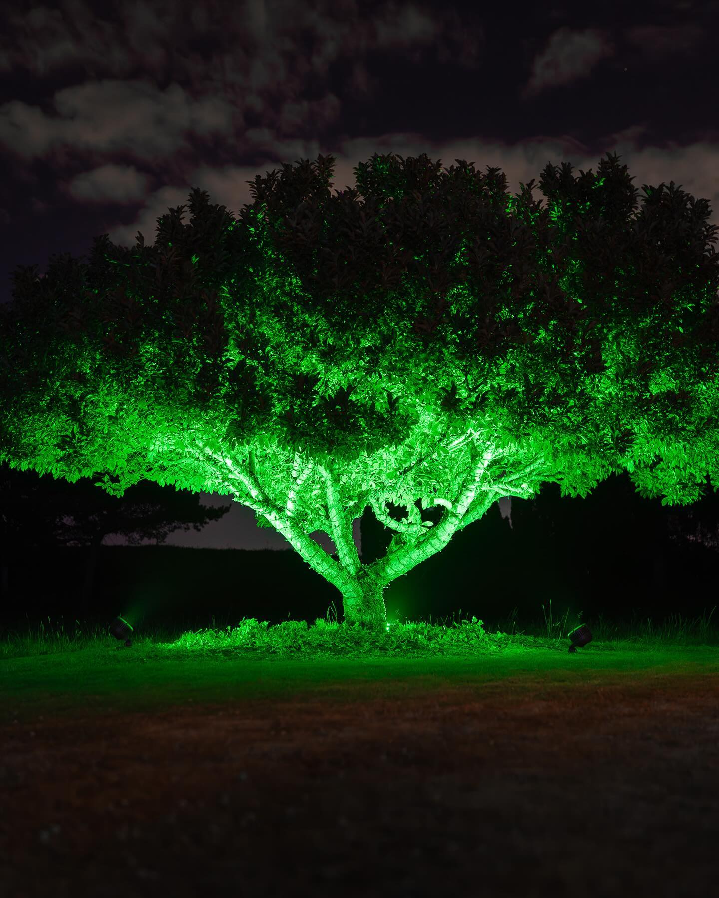 green light illuminating tropical plants