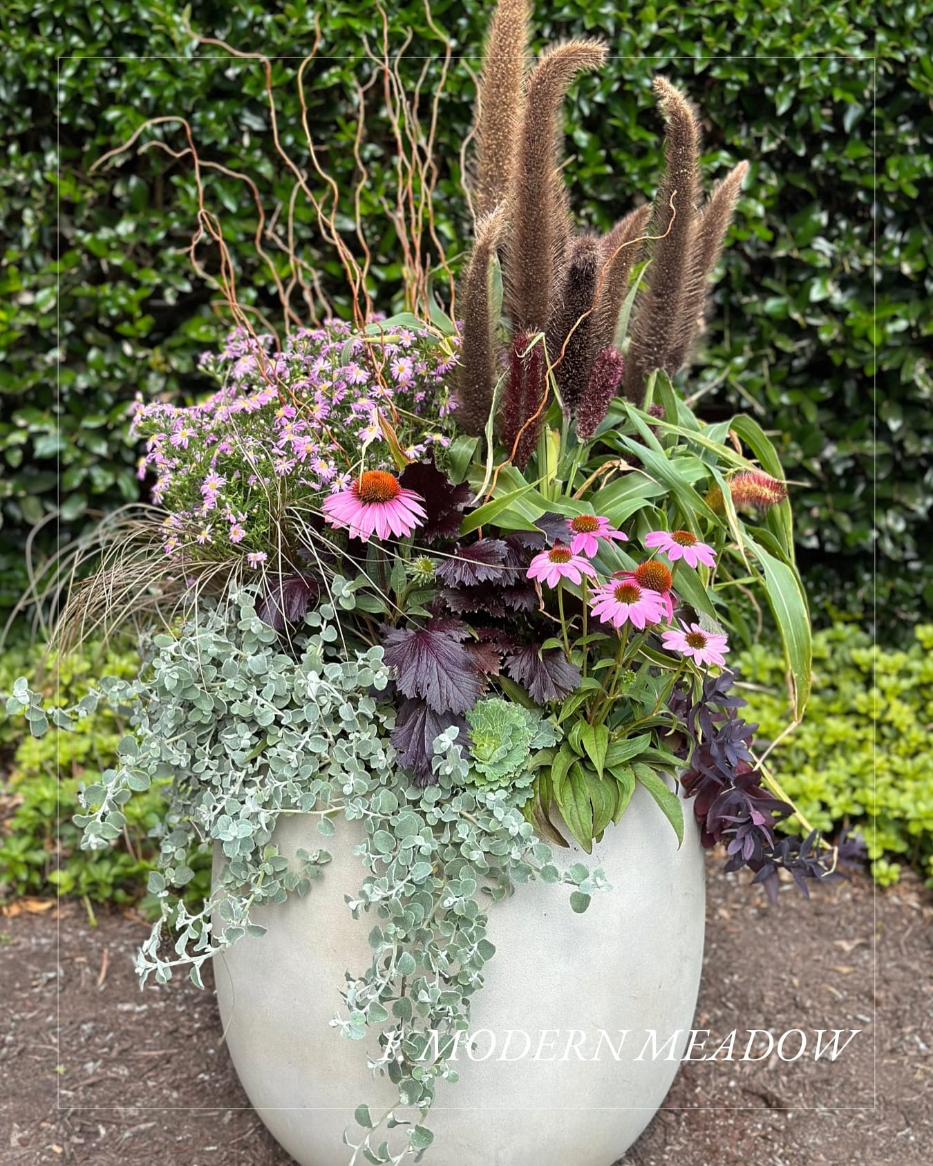 Mediterranean-themed plant grouping