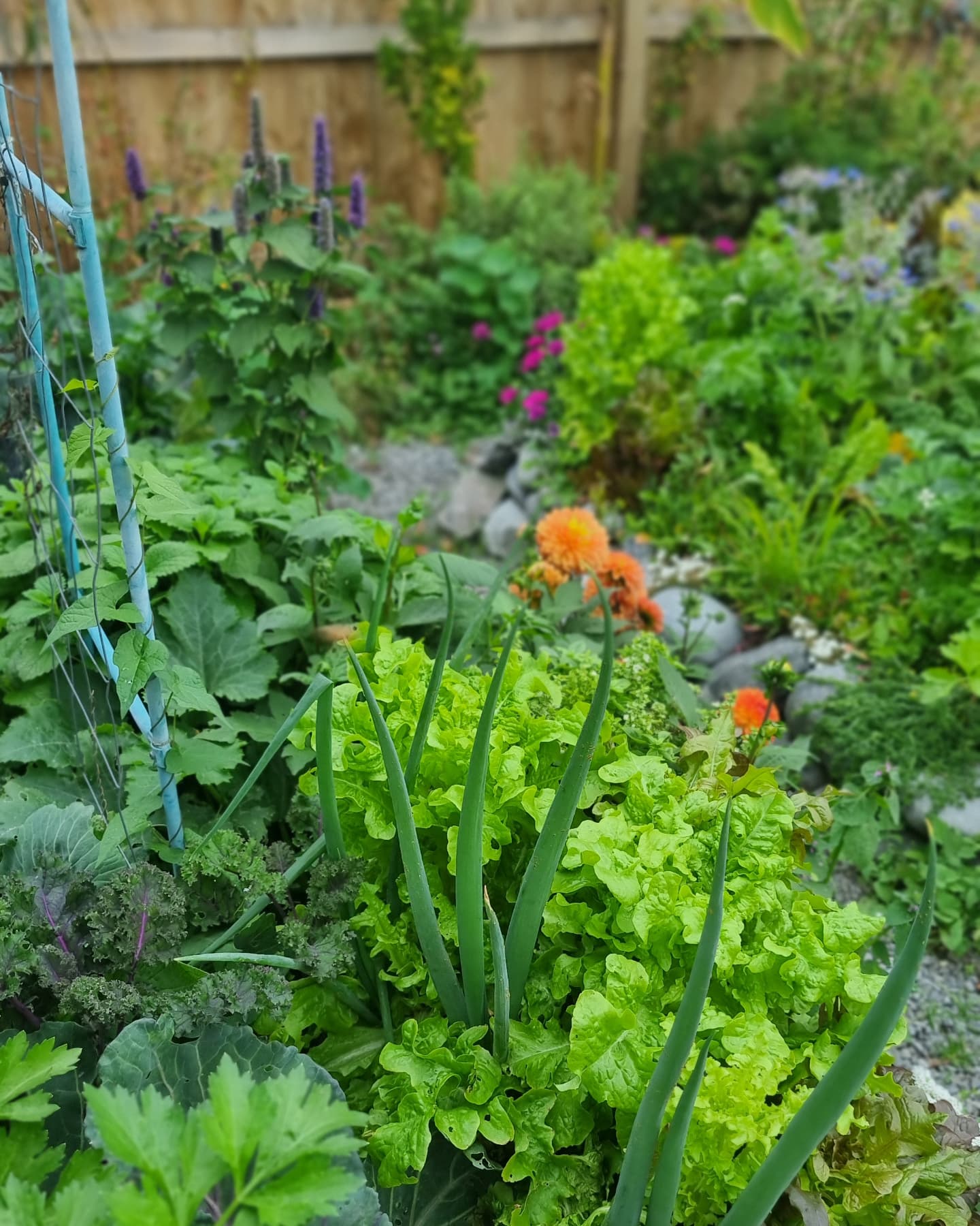 Fern and sansevieria