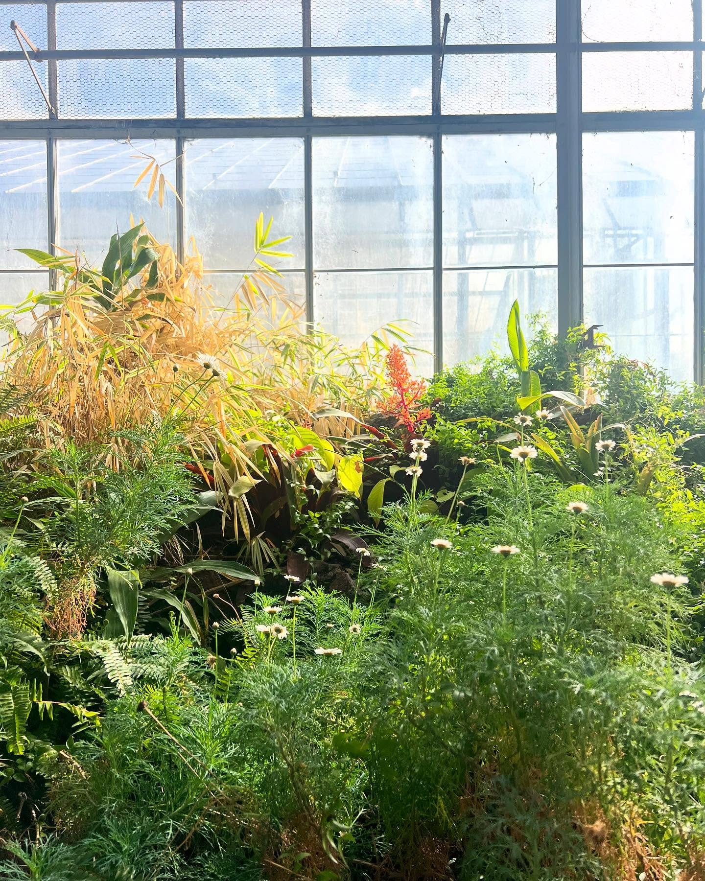 conservatory filled with morning light plants