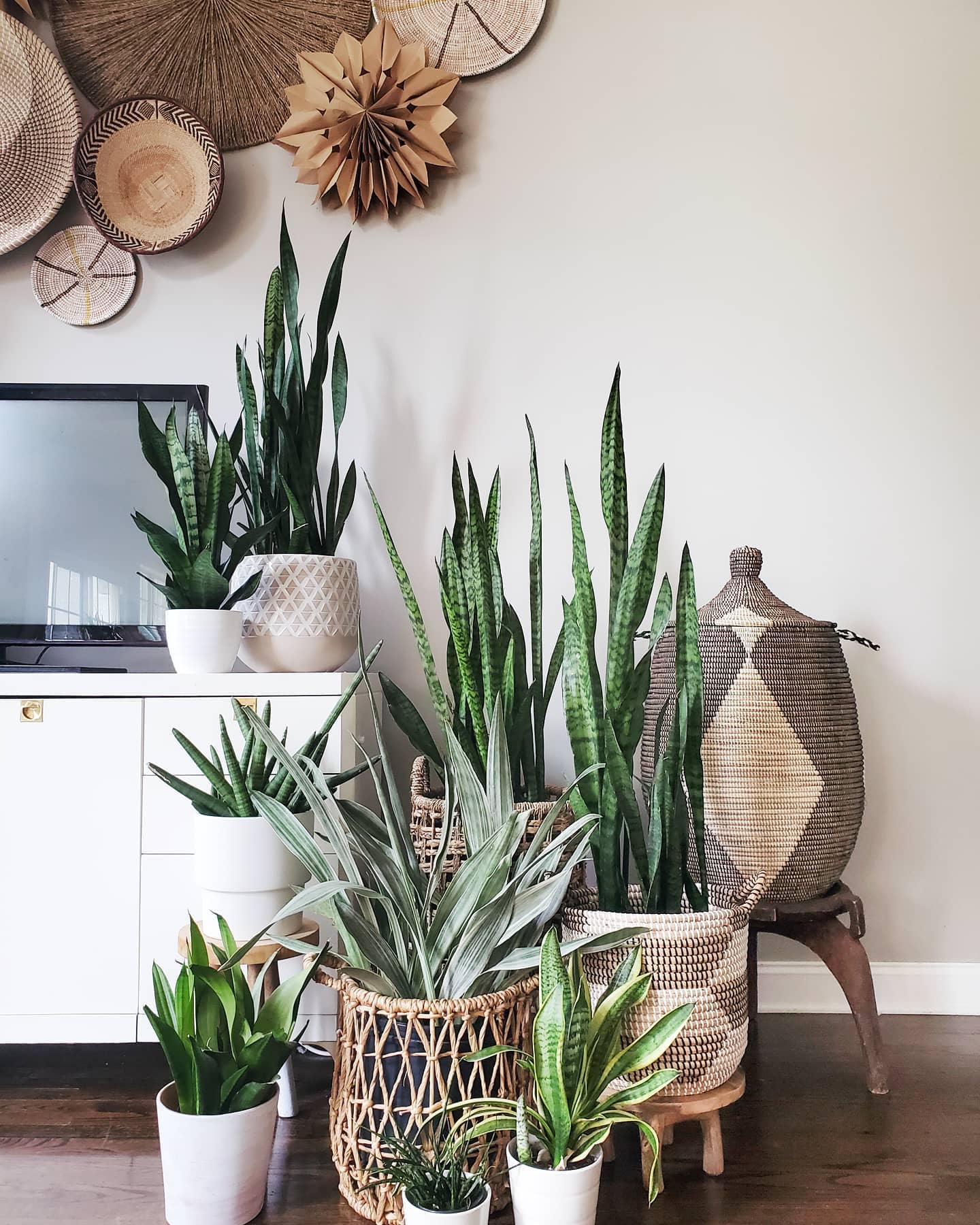 snake plant in small bathroom