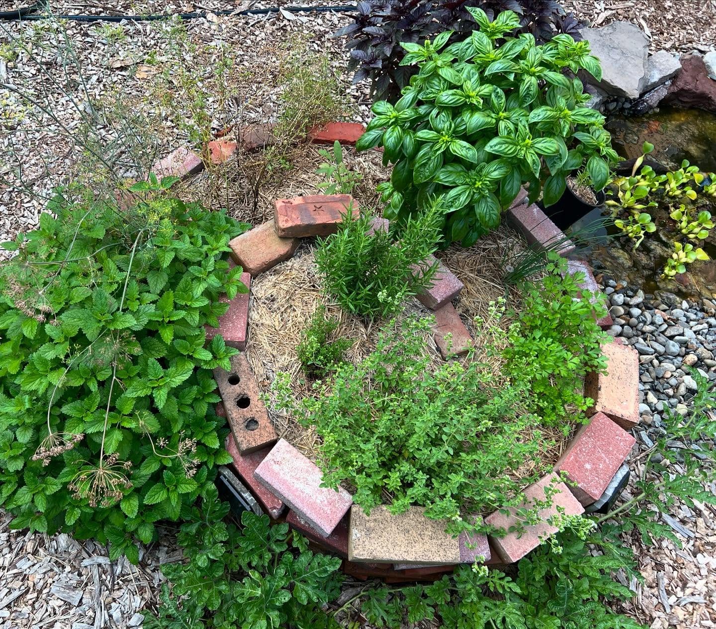 spiral planter with oregano and dill