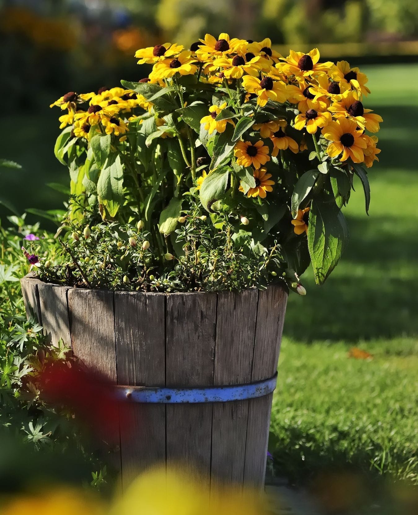 shaded and sunny potted plants