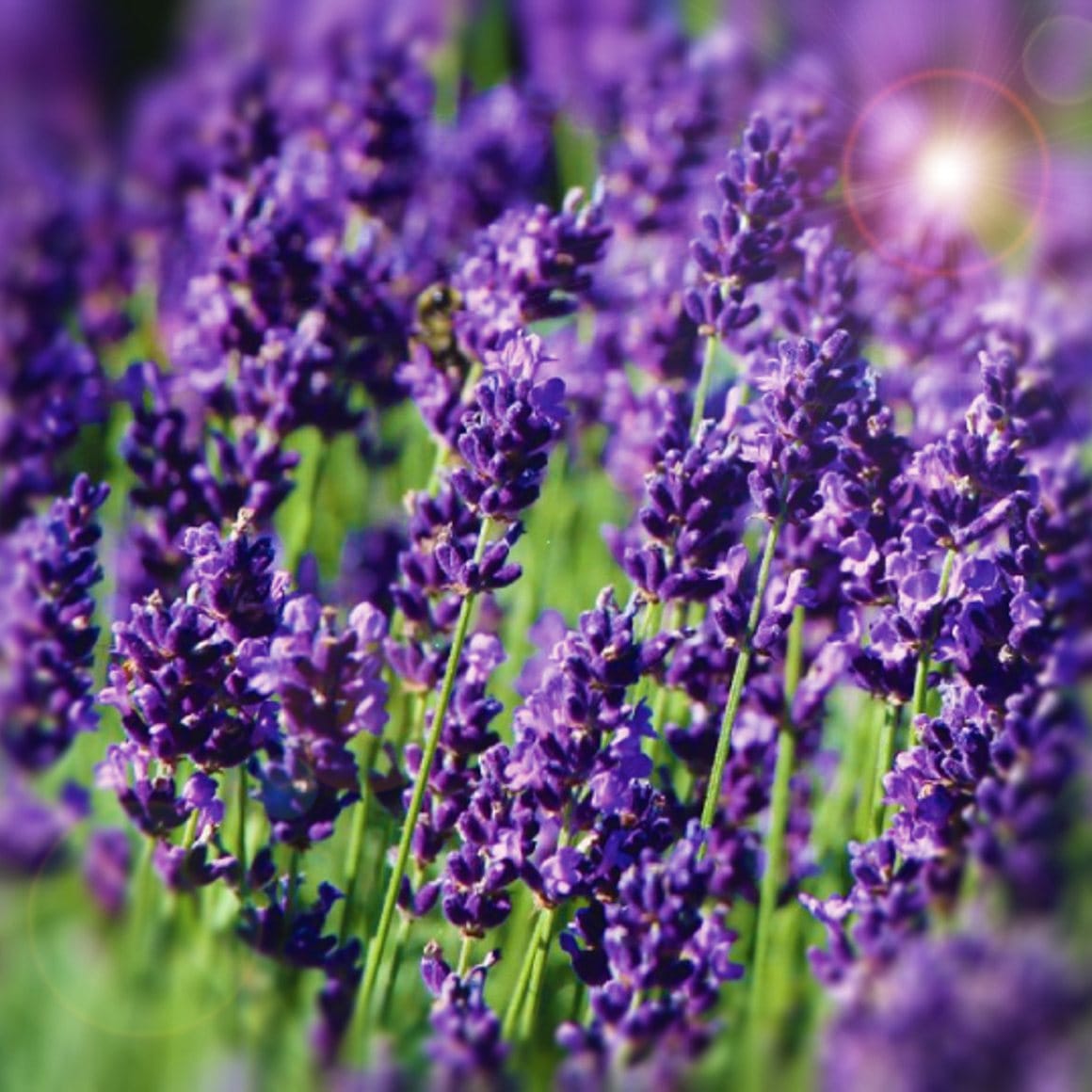 lavender with rosemary in a pot