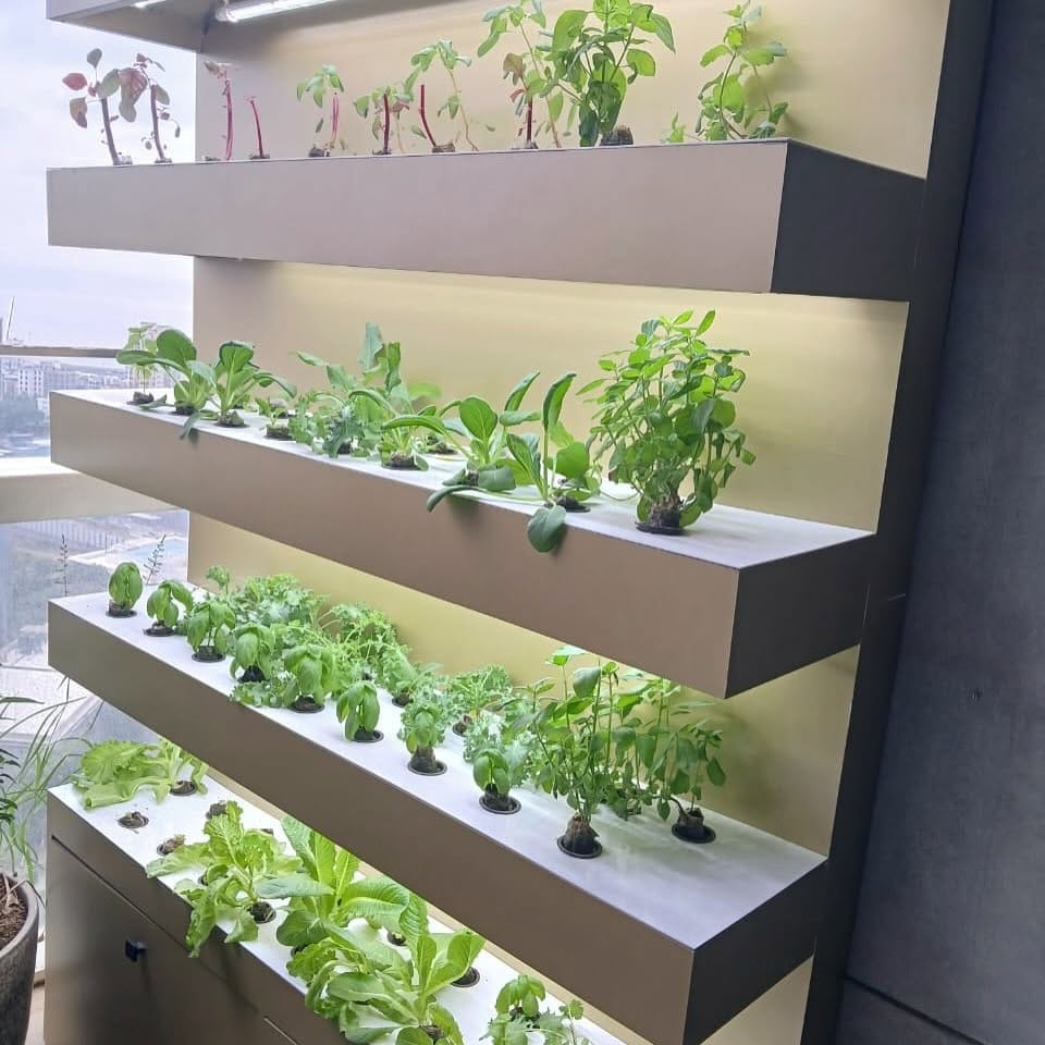 tiered shelf with dill and oregano