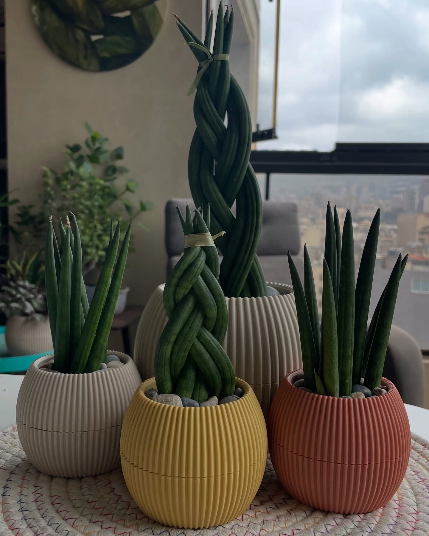 snake plant beside jade plant