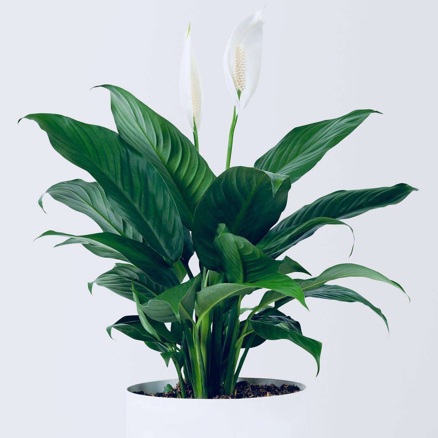 peace lily in a ceramic pot on a white record cabinet