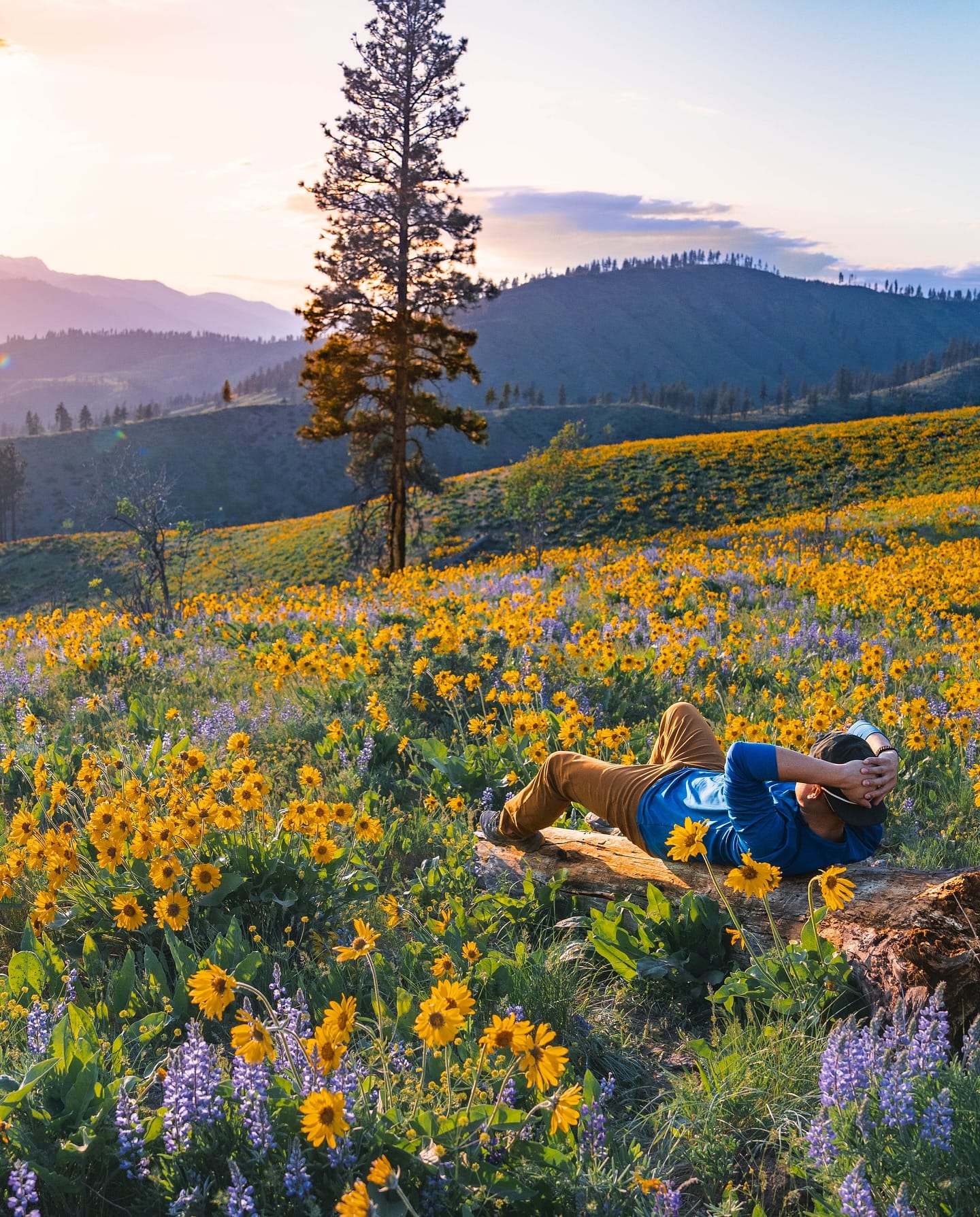 wildflower field at sunset projection