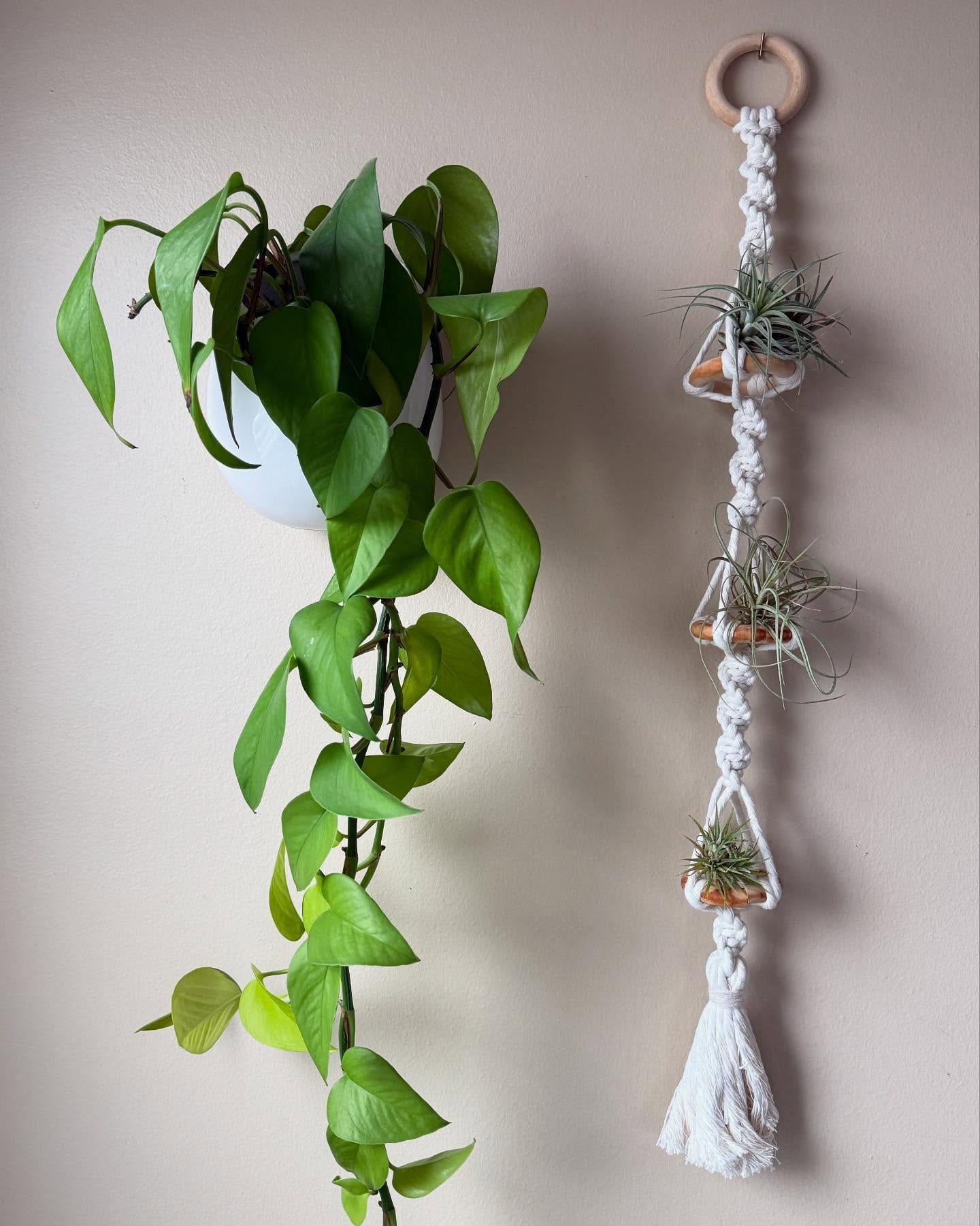 Minimalist room with macramé plant accents
