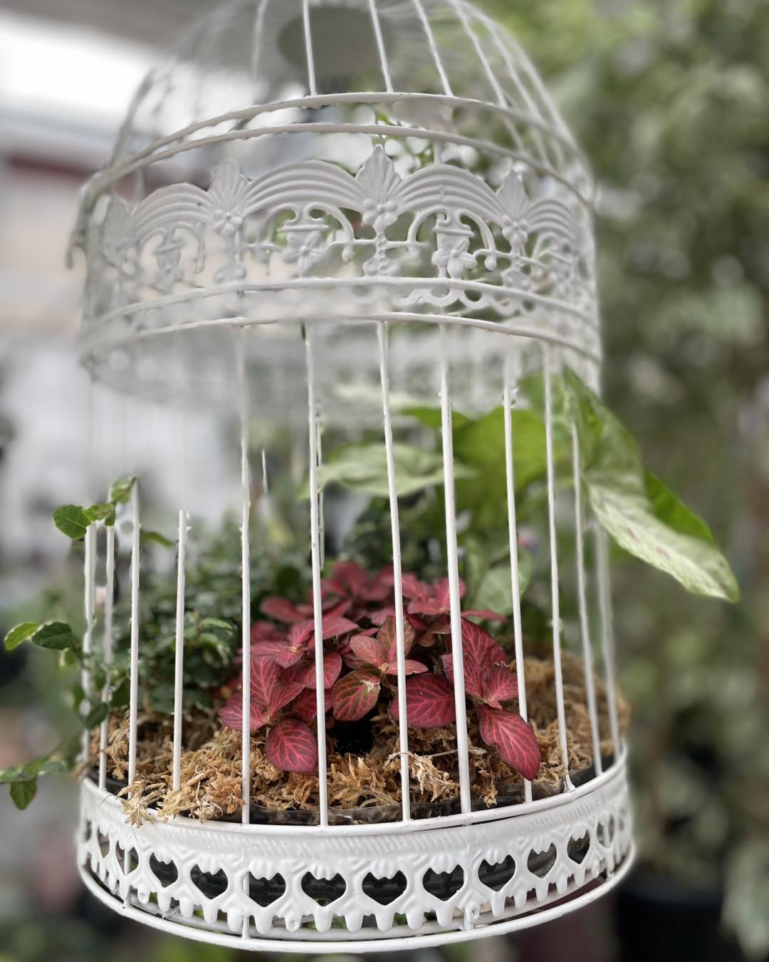 repurposed birdcage with ivy